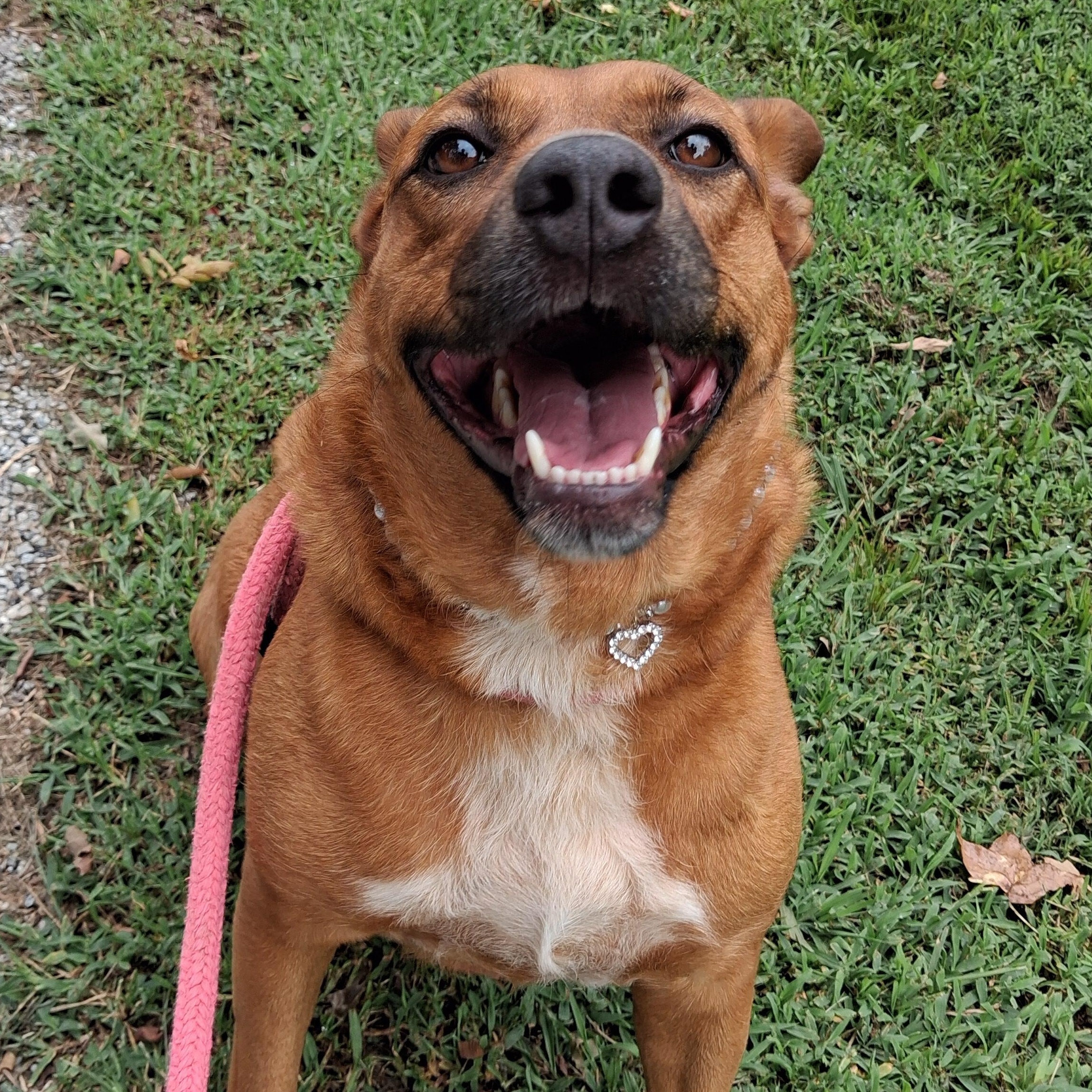 Angel, Adoptable, Adult Female Rhodesian Ridgeback.