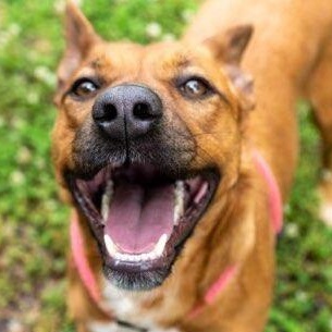 Angel, a Adoptable Rhodesian Ridgeback in Greenfield, TN image 4/4