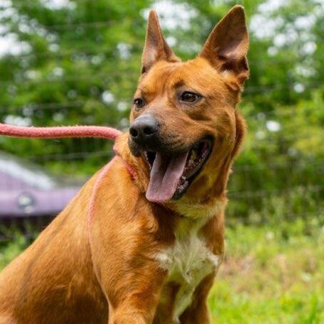 Angel, a Adoptable Rhodesian Ridgeback in Greenfield, TN image 1/4