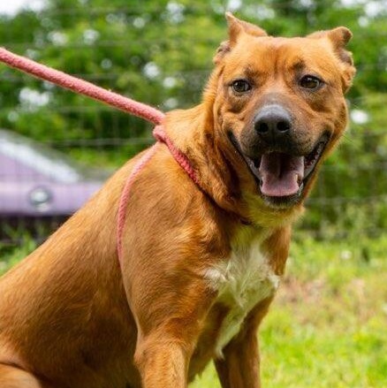 Angel, a Adoptable Rhodesian Ridgeback in Greenfield, TN image 3/4