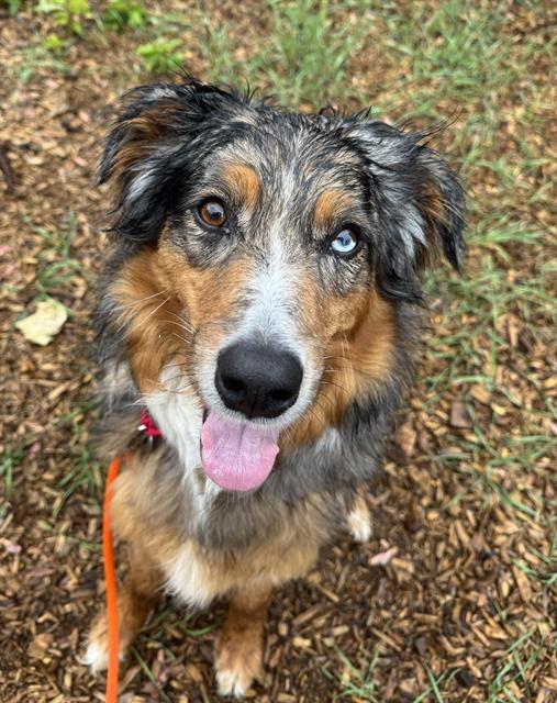 APPA, Adoptable, Adult Male Australian Shepherd.