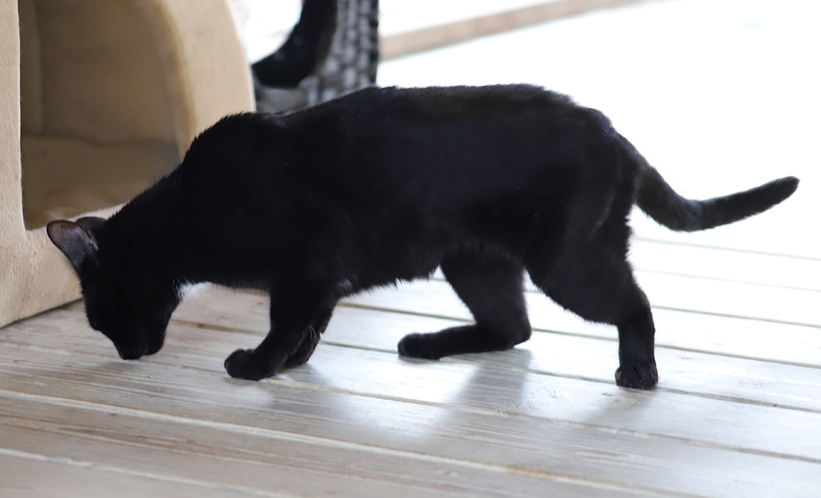 Julia, a Adoptable Domestic Short Hair in North Fort Myers, FL image 6/6