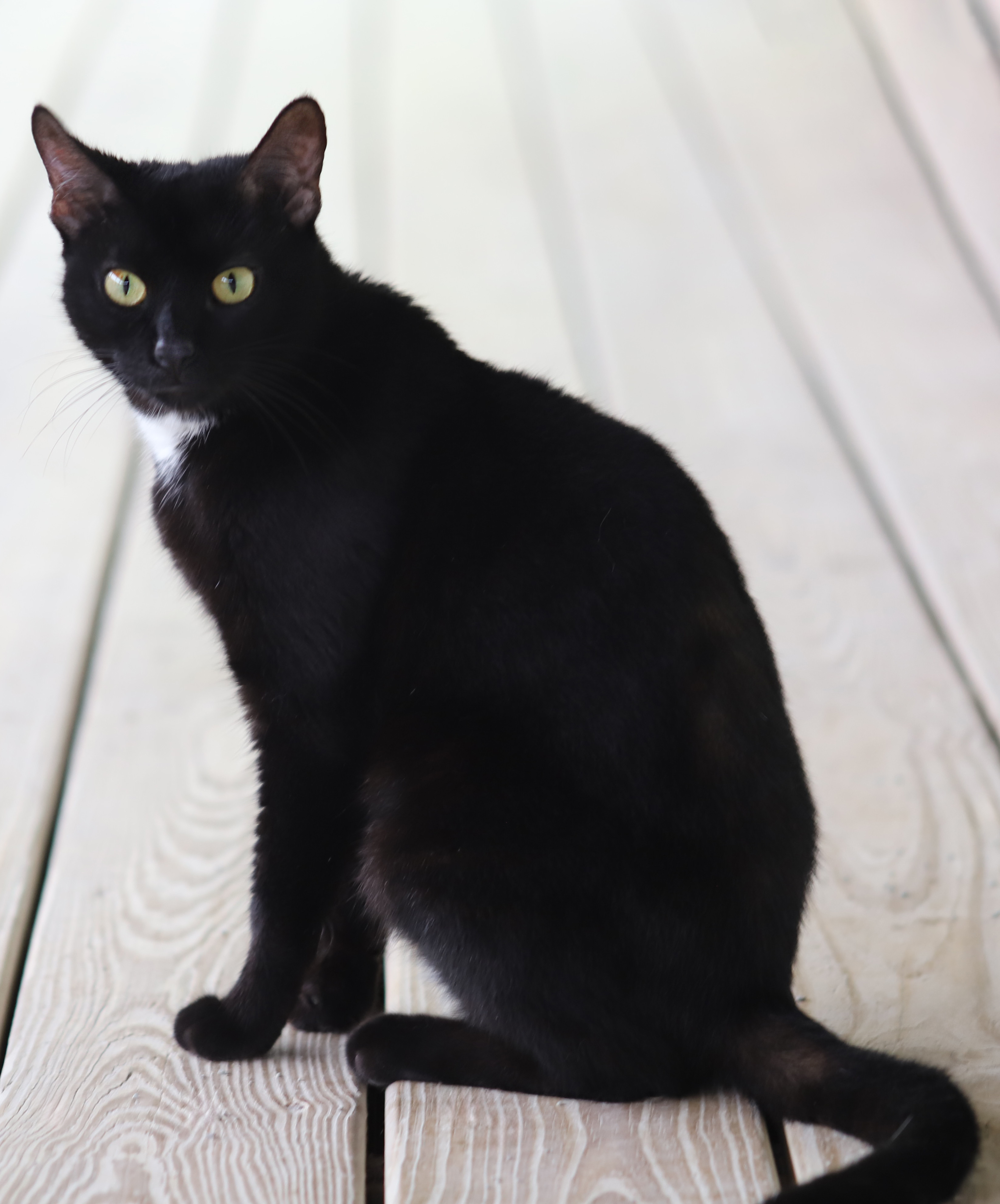 Julia, a Adoptable Domestic Short Hair in North Fort Myers, FL image 5/6