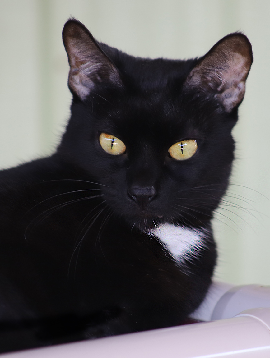 Julia, a Adoptable Domestic Short Hair in North Fort Myers, FL image 2/6