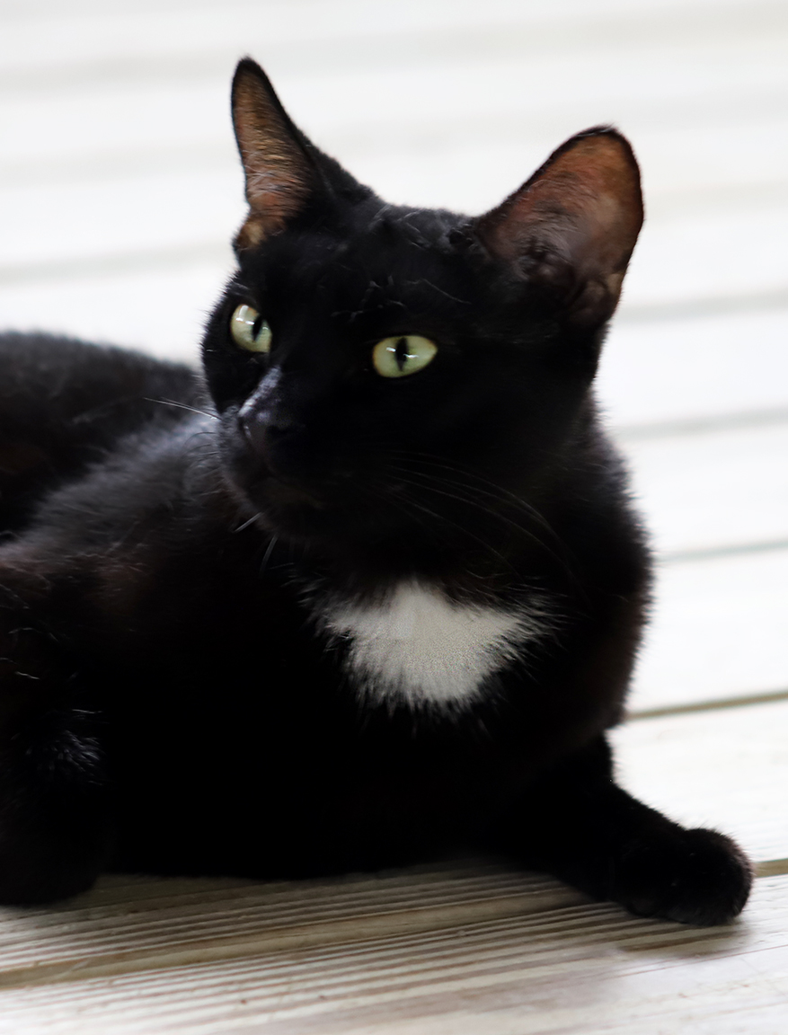 Julia, a Adoptable Domestic Short Hair in North Fort Myers, FL image 3/6