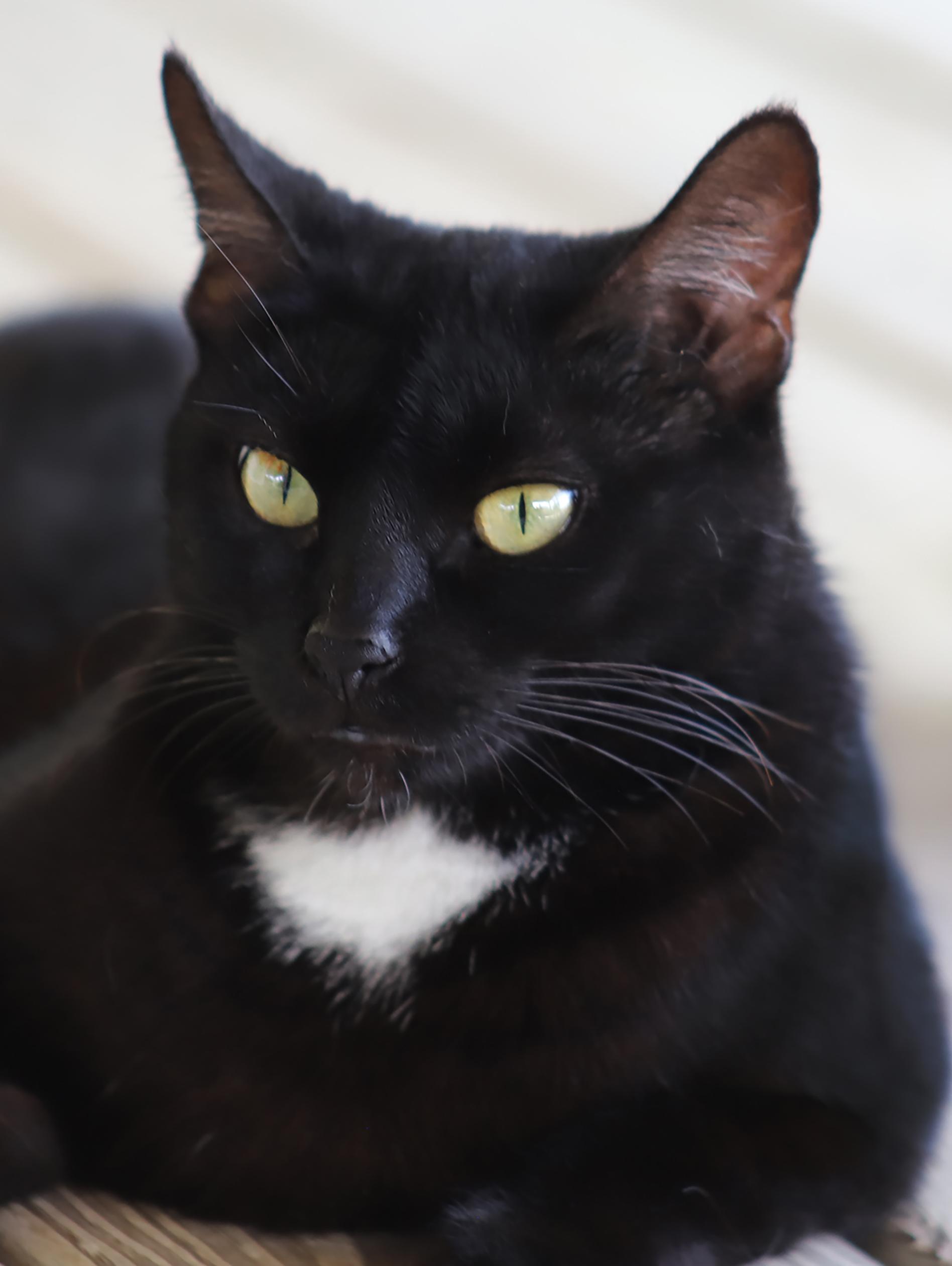 Julia, a Adoptable Domestic Short Hair in North Fort Myers, FL image 1/6