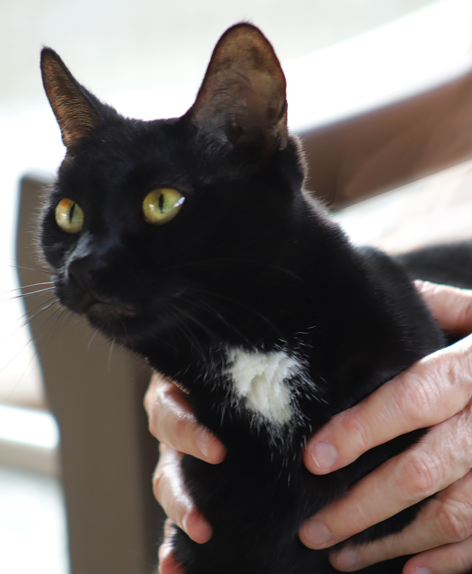 Julia, a Adoptable Domestic Short Hair in North Fort Myers, FL image 4/6