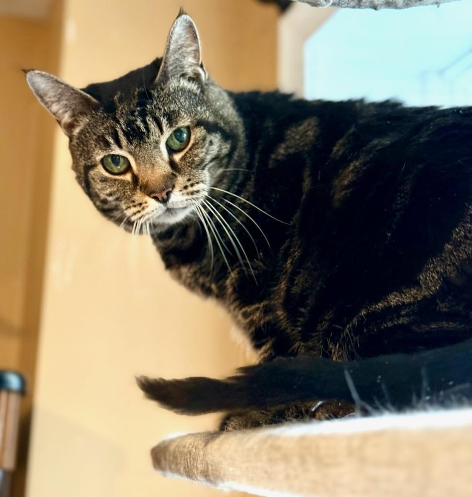 Cheyenne, Adoptable, Senior Female Domestic Short Hair & Tabby.