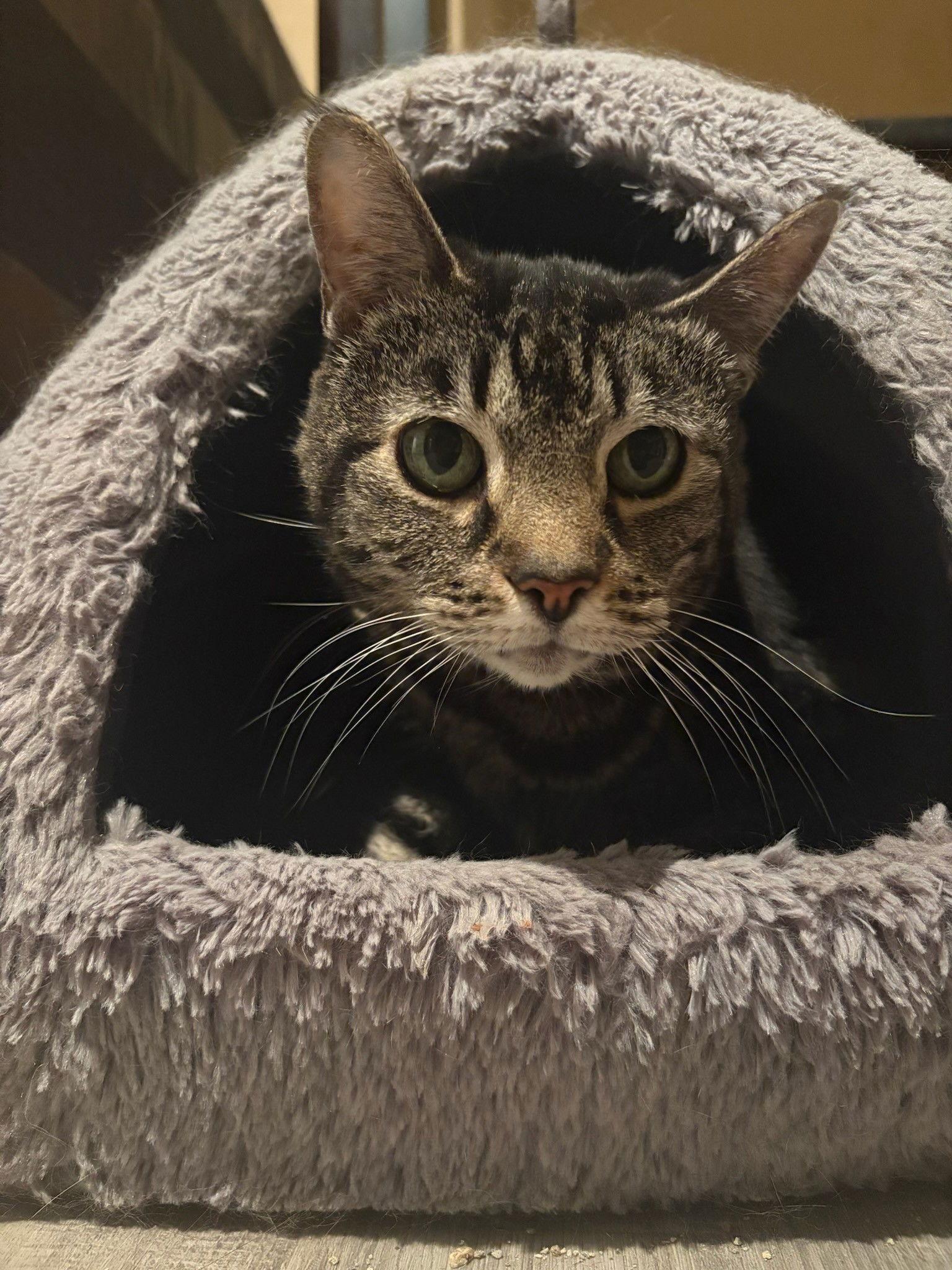 Cheyenne, Adoptable, Senior Female Domestic Short Hair & Tabby.