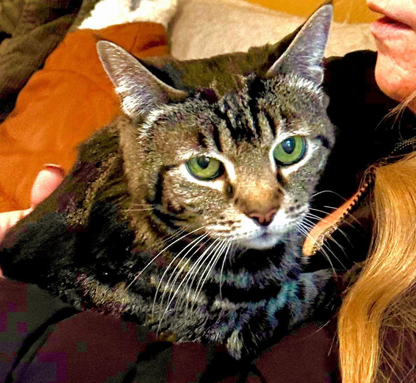 Cheyenne, a Adoptable mixed breed in Trenton, NJ image 2/3