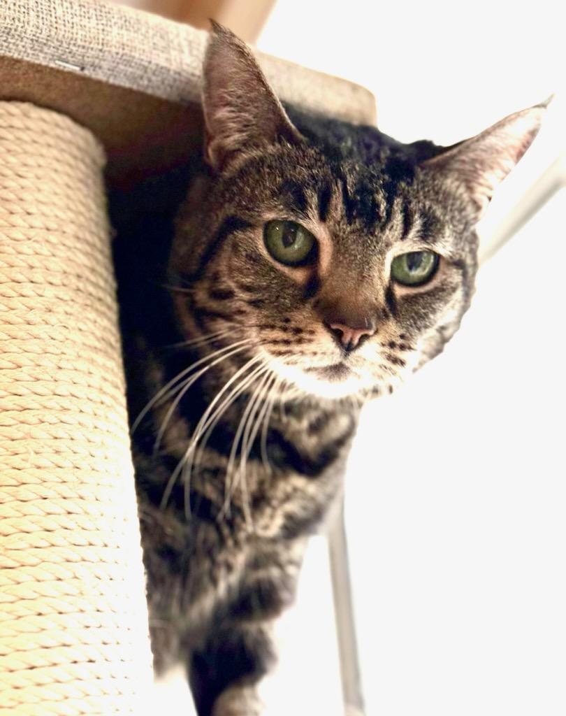 Cheyenne, a Adoptable mixed breed in Trenton, NJ image 3/3