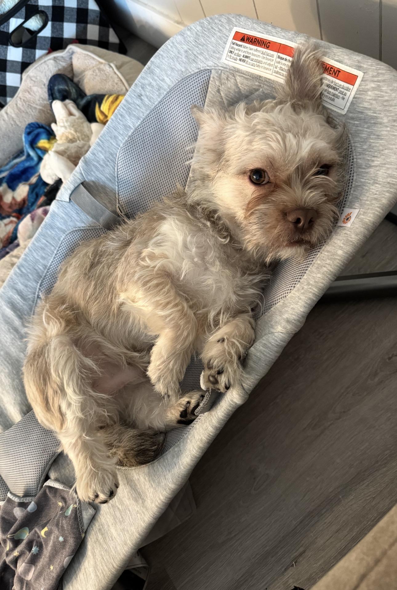 Champa, an adopted mixed breed in Los Angeles, CA image 5/6