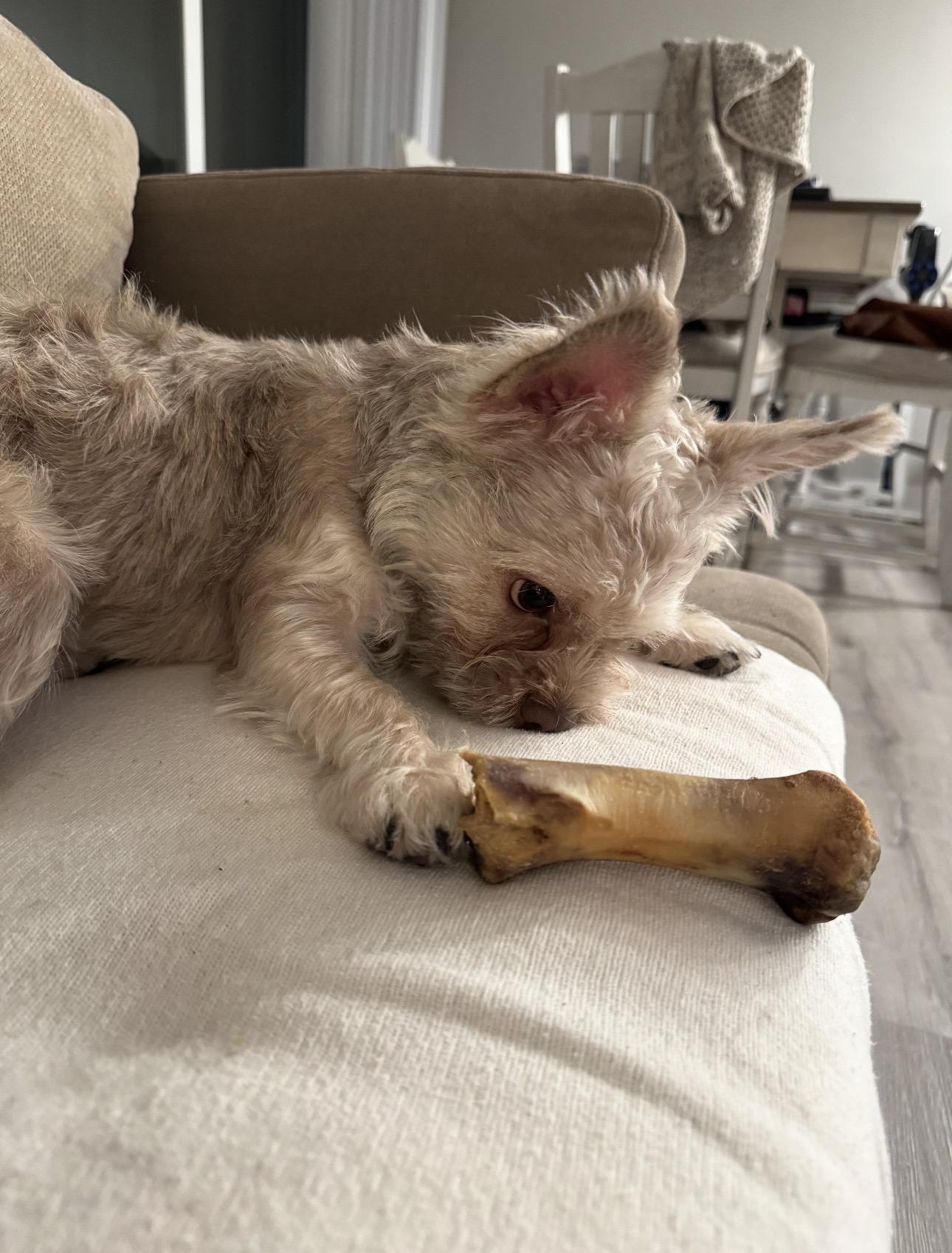 Champa, an adopted mixed breed in Los Angeles, CA image 2/6