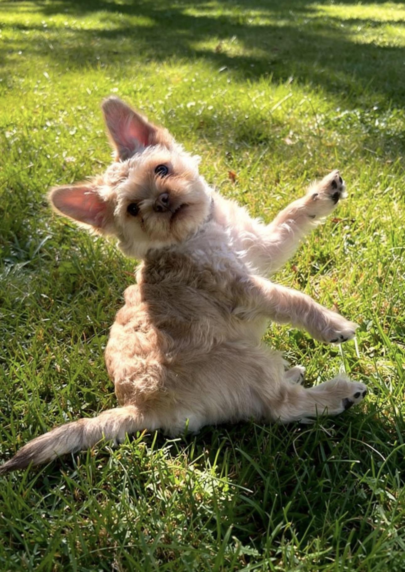 Champa, an adopted mixed breed in Los Angeles, CA image 6/6