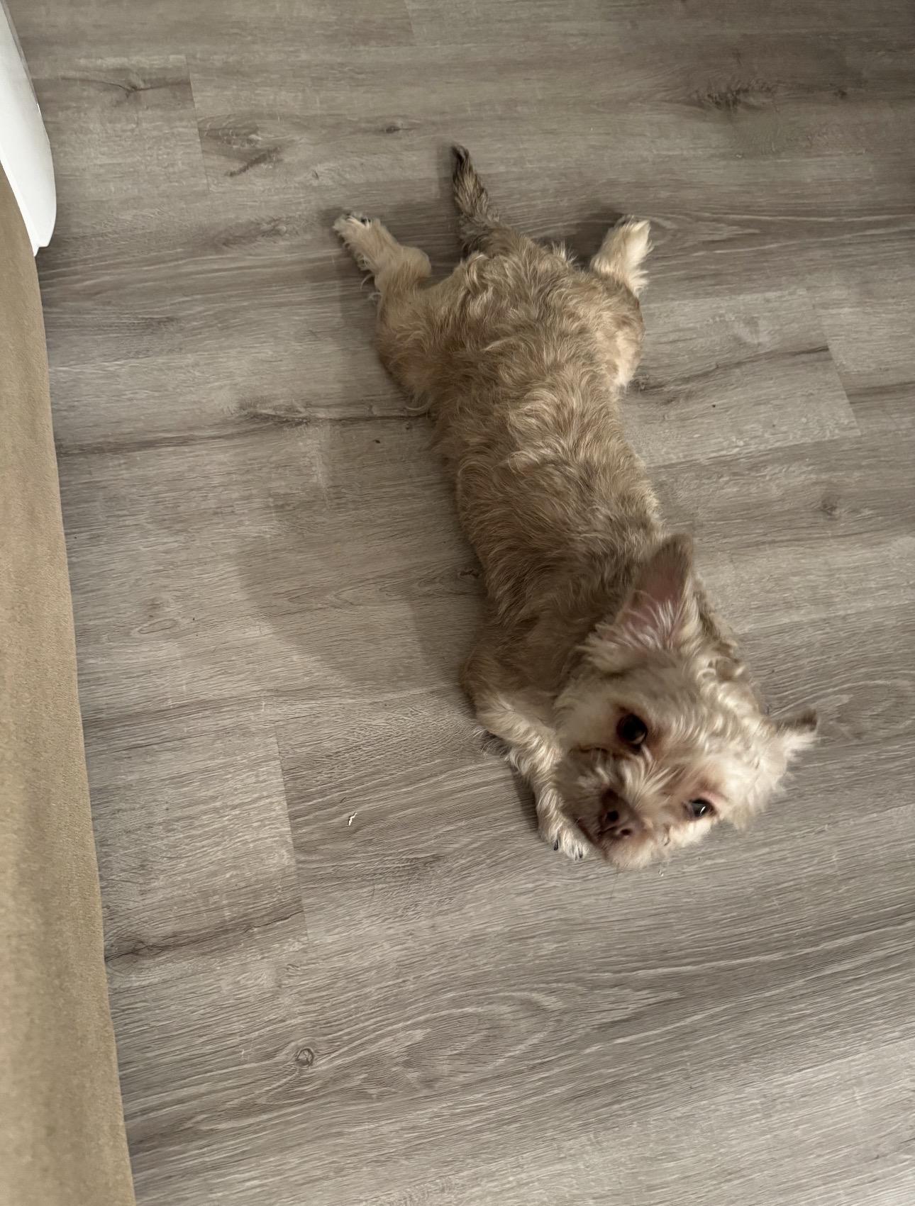 Champa, an adopted mixed breed in Los Angeles, CA image 3/6