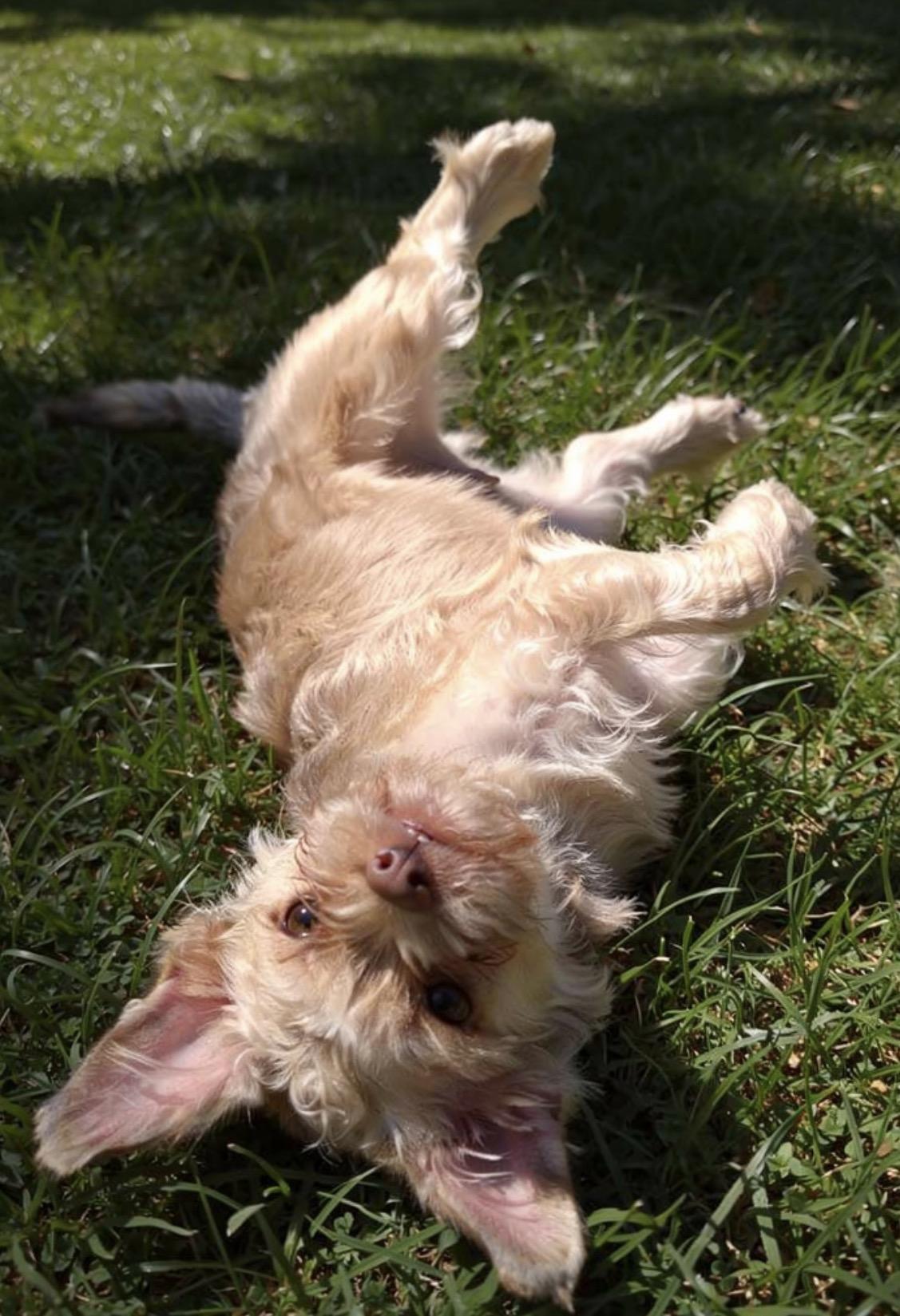 Champa, adopted, Young Male French Bulldog & Havanese.
