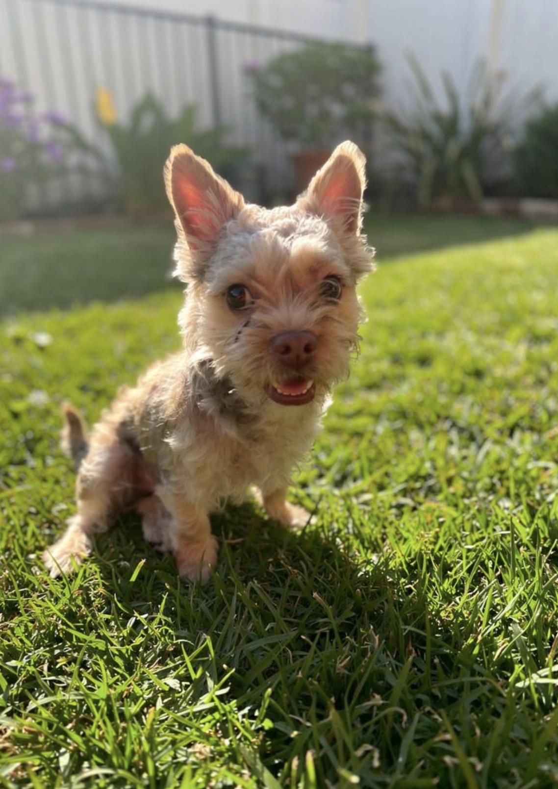Champa, an adopted mixed breed in Los Angeles, CA image 4/6
