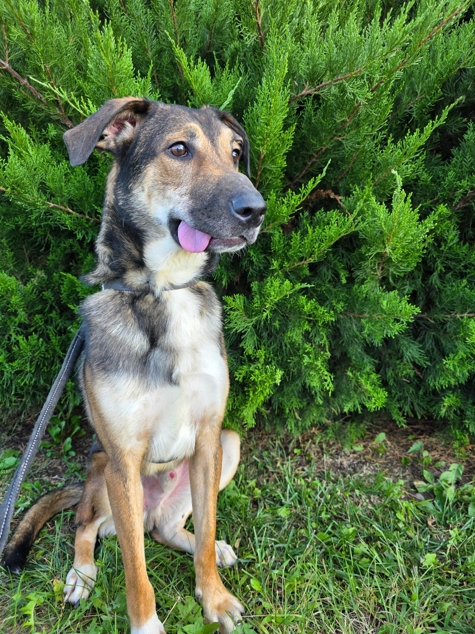 Enlarge Rivers, a Adoptable mixed breed in Beatrice, NE image 1/1