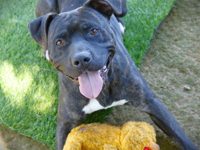 SAMPSON, Adoptable, Adult Male American Bulldog & Mixed Breed.