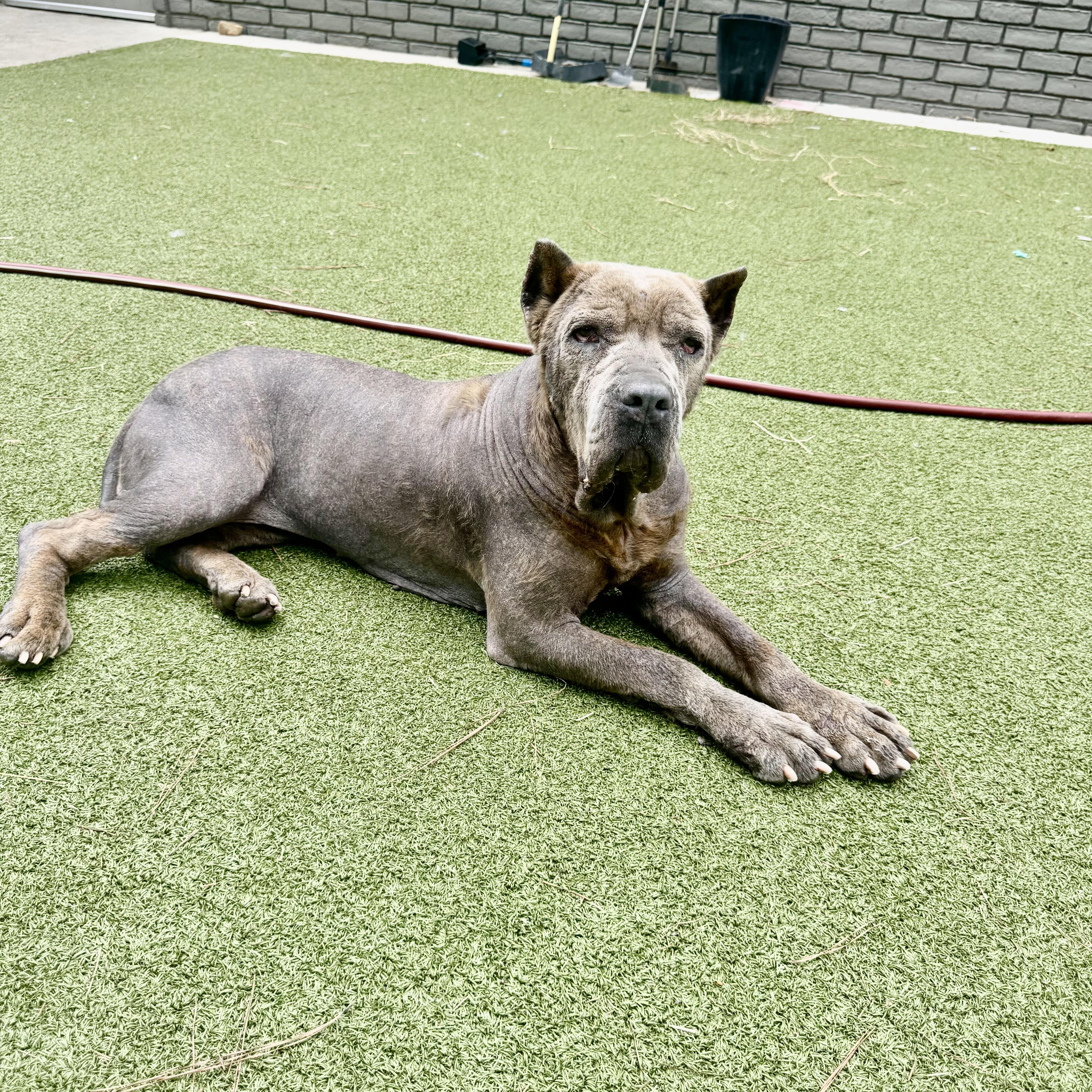 Enlarge Apple, a ADOPTABLE Cane Corso in Brentwood, TN image 5/6