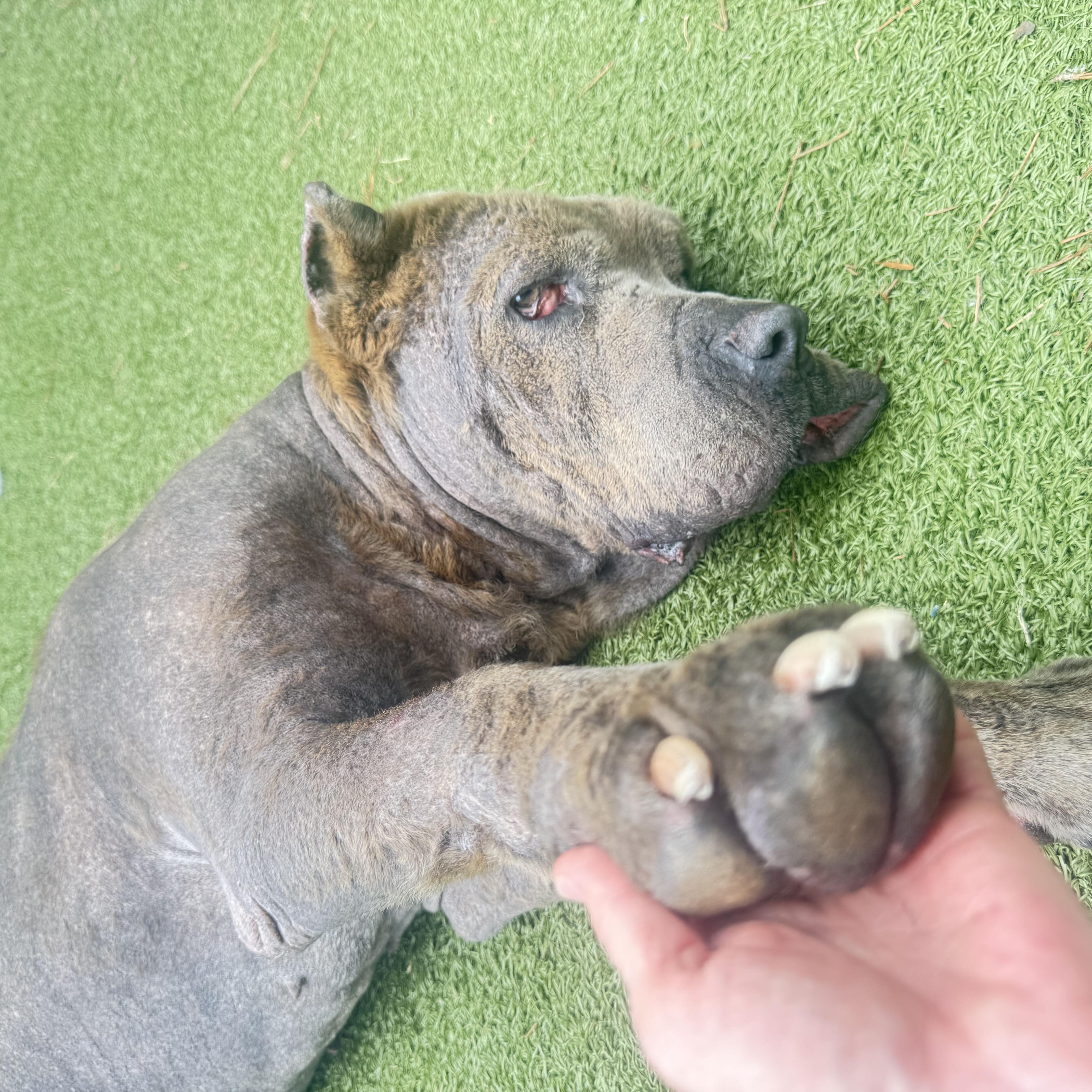 Enlarge Apple, a ADOPTABLE Cane Corso in Brentwood, TN image 2/6