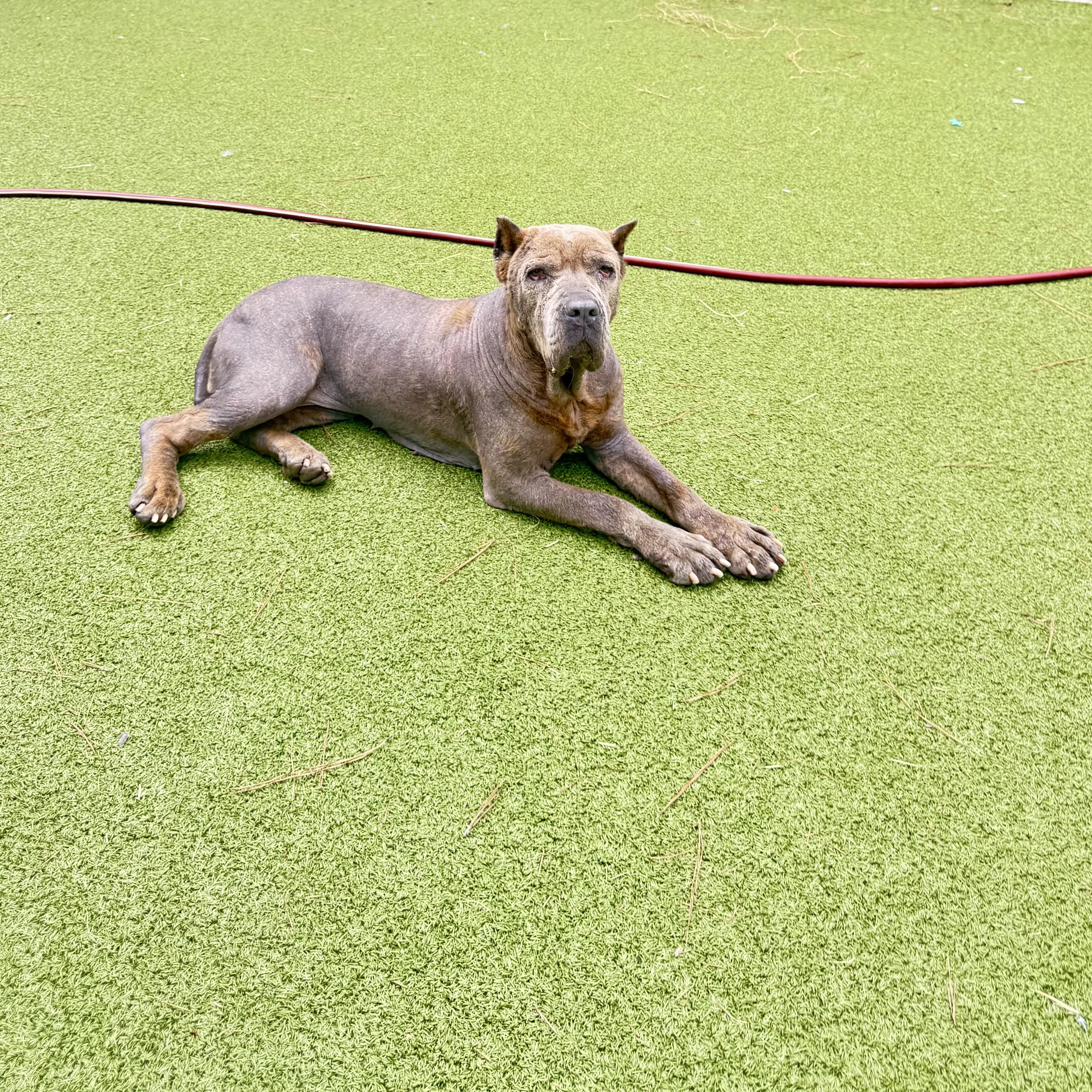 Enlarge Apple, a ADOPTABLE Cane Corso in Brentwood, TN image 6/6