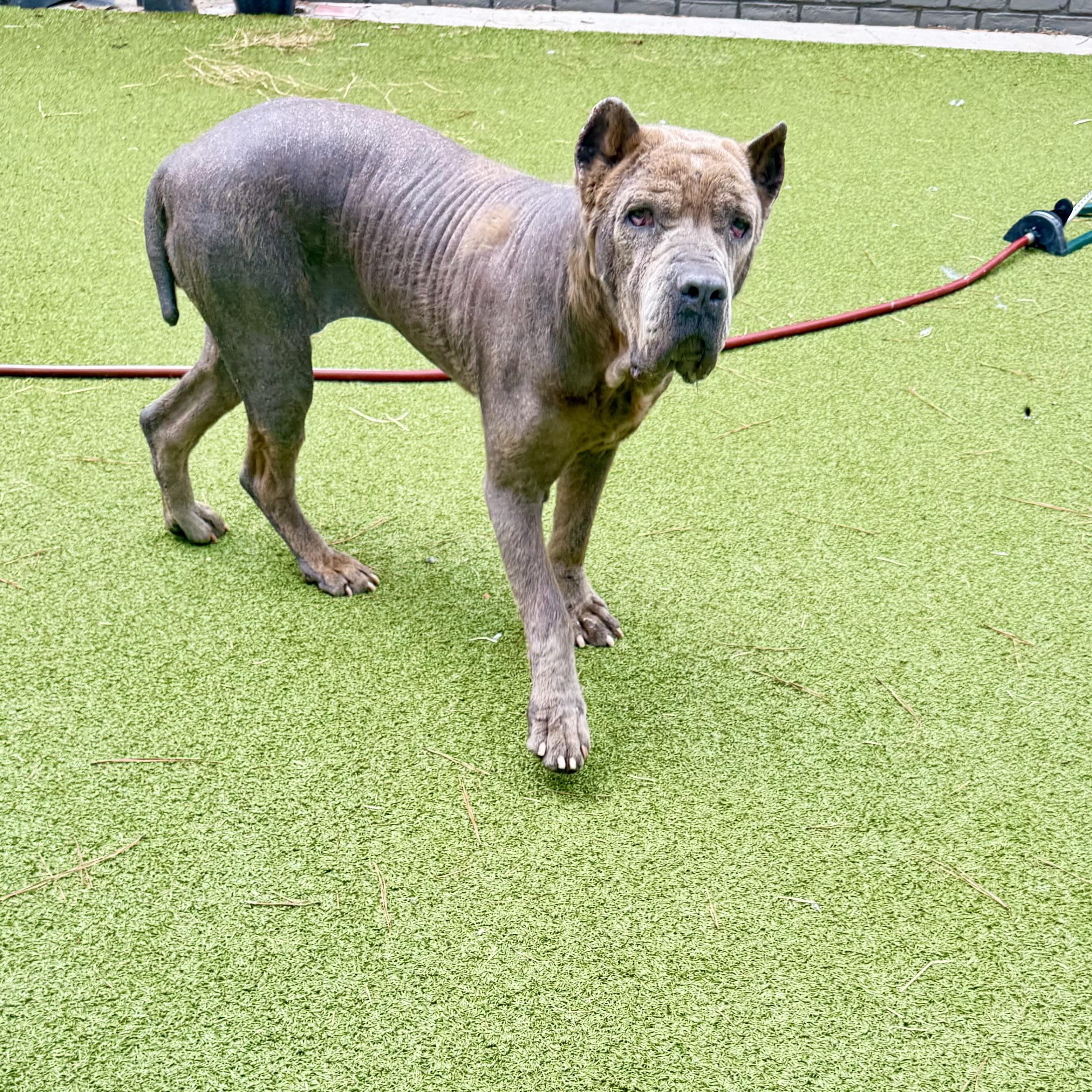 Enlarge Apple, a ADOPTABLE Cane Corso in Brentwood, TN image 4/6