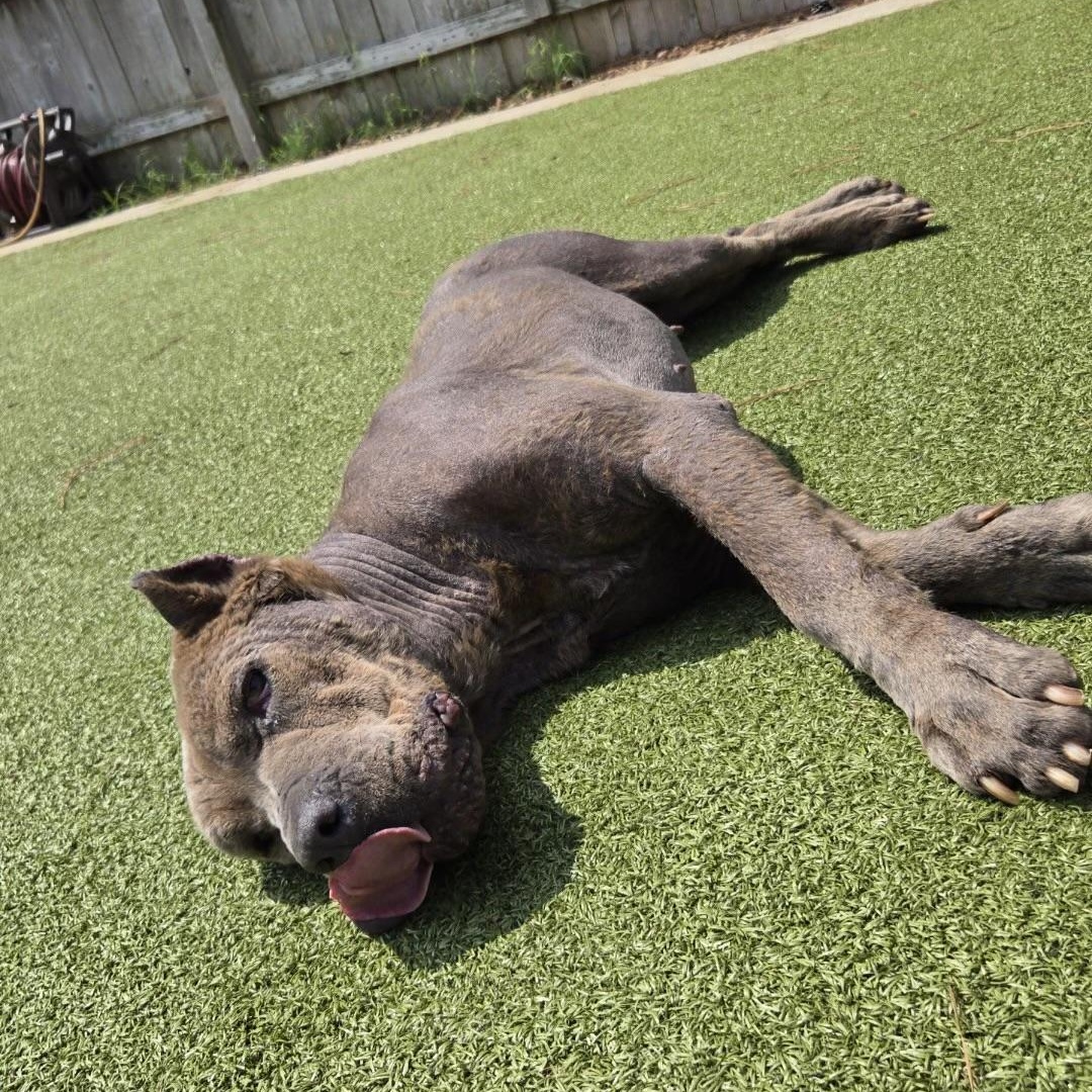 Apple, a ADOPTABLE Cane Corso in Brentwood, TN image 4/5