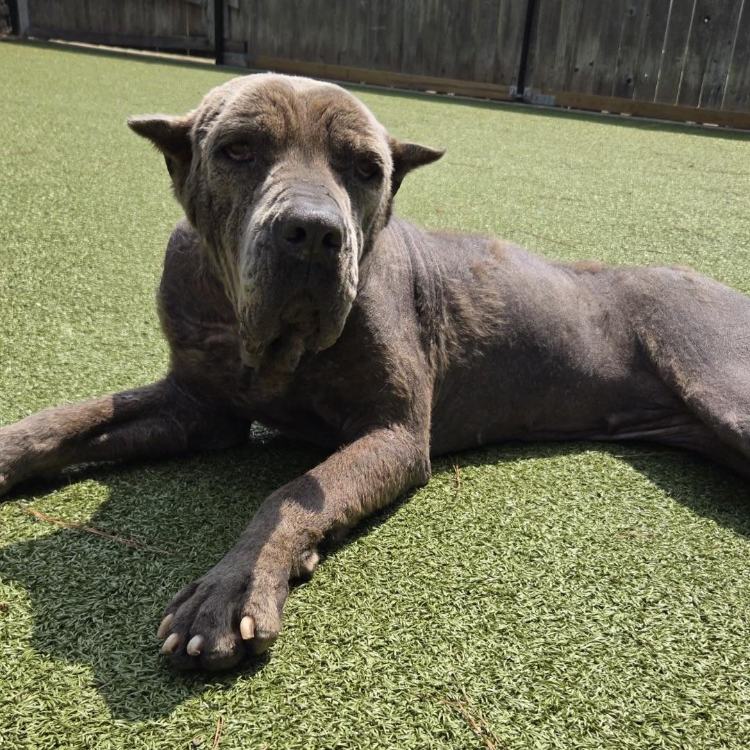 Apple, a ADOPTABLE Cane Corso in Brentwood, TN image 2/5