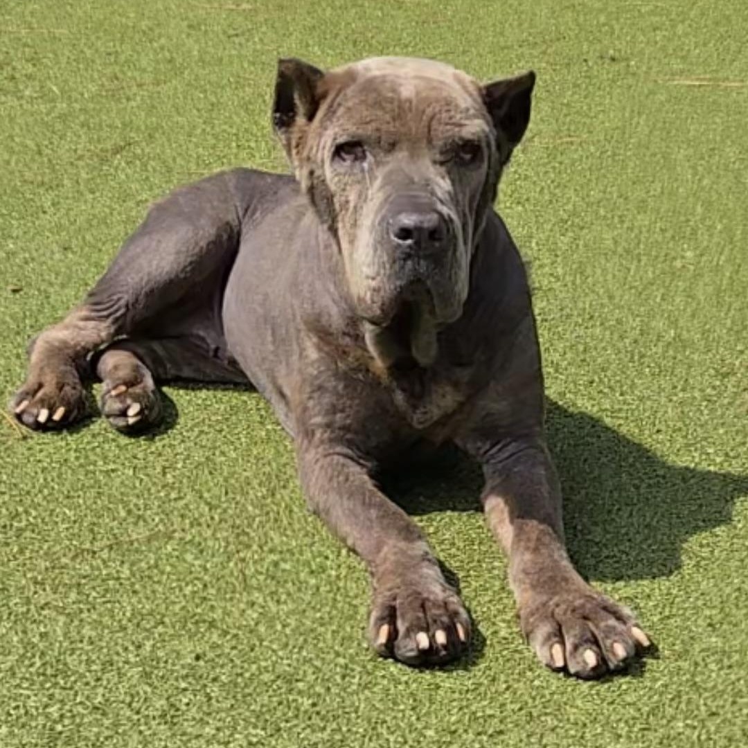 Apple, a ADOPTABLE Cane Corso in Brentwood, TN image 1/5