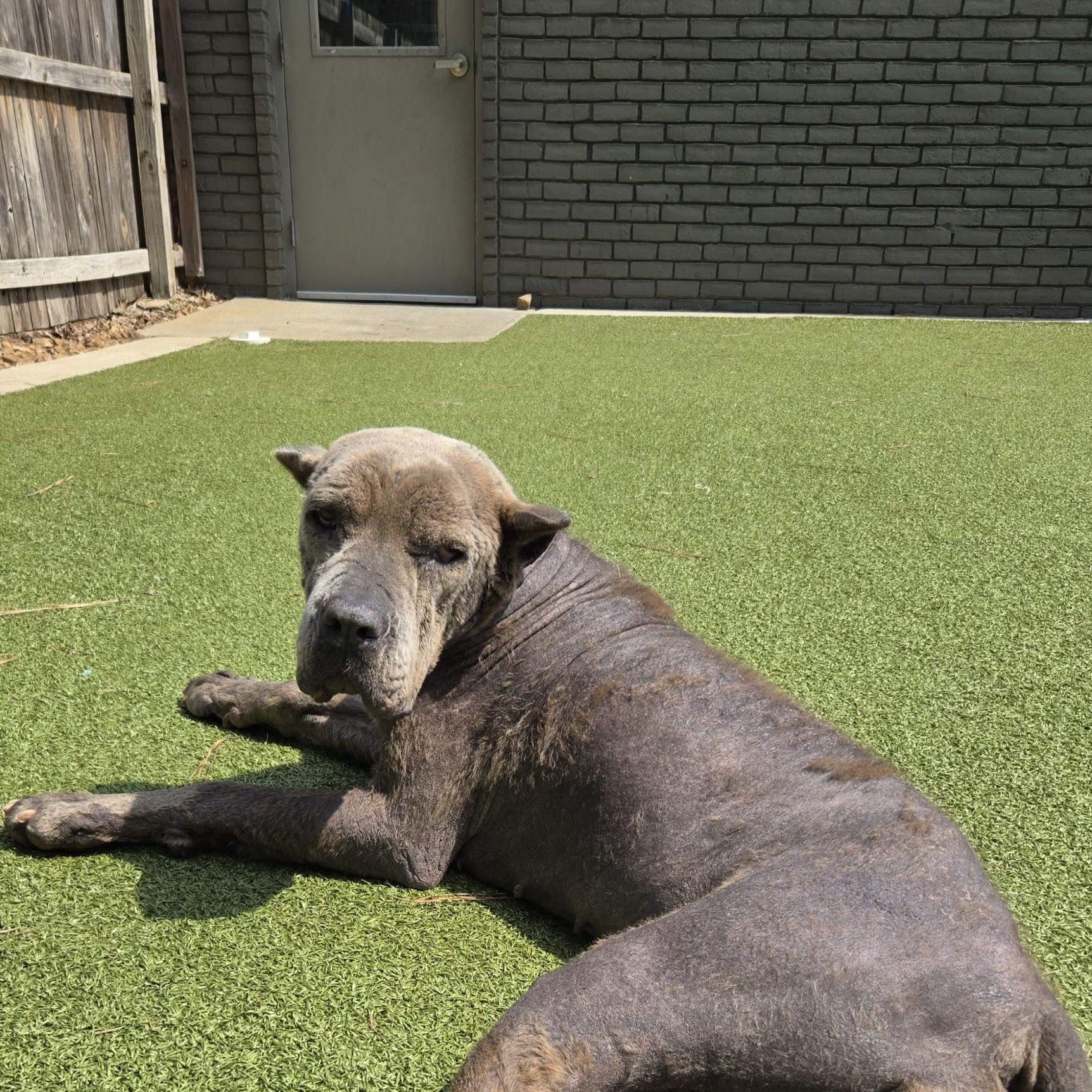 Apple, a ADOPTABLE Cane Corso in Brentwood, TN image 3/5