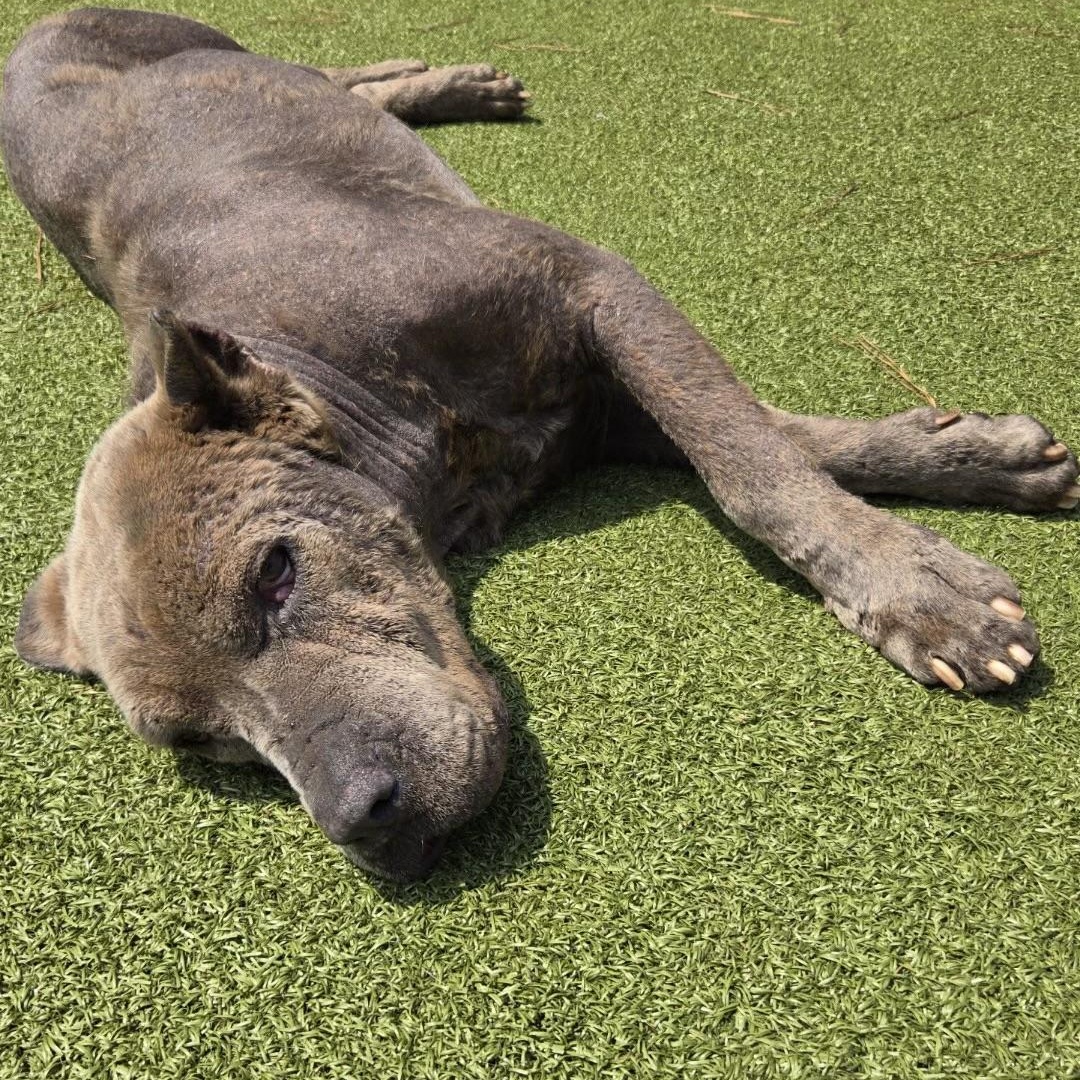 Apple, a ADOPTABLE Cane Corso in Brentwood, TN image 5/5