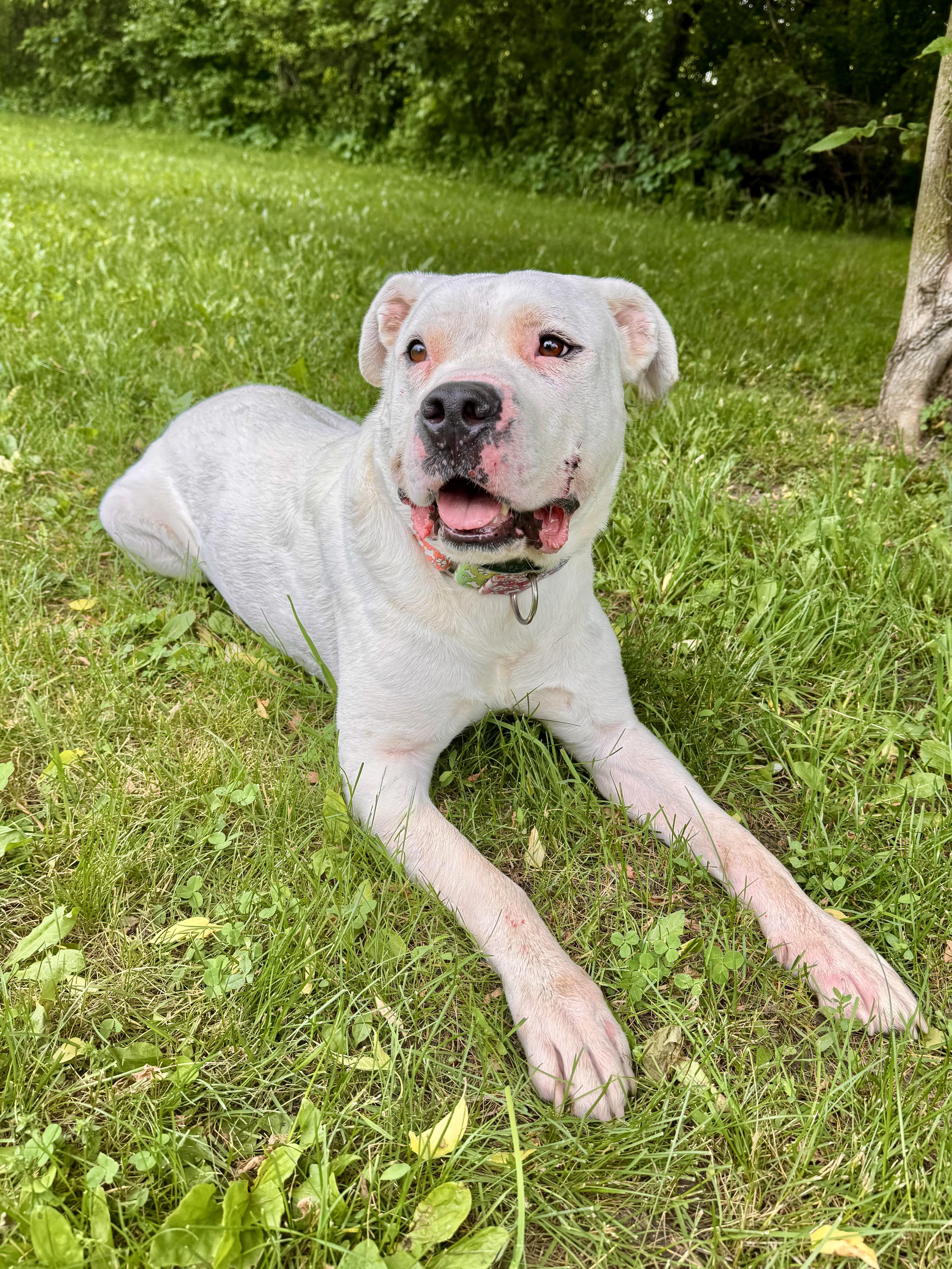 Enlarge Porky, a ADOPTABLE Mixed Breed in Midland, MI image 6/6