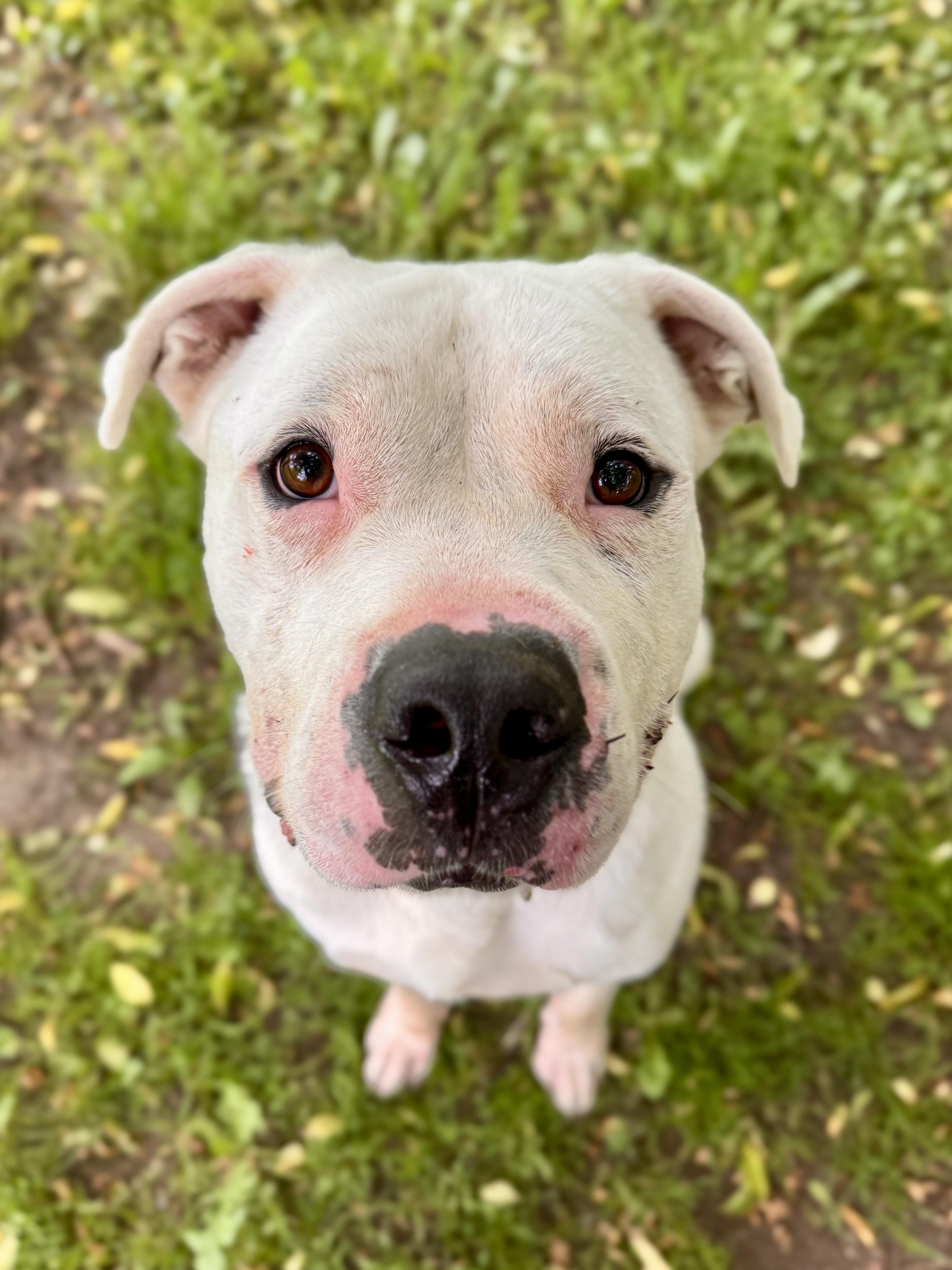 Enlarge Porky, a ADOPTABLE Mixed Breed in Midland, MI image 3/6