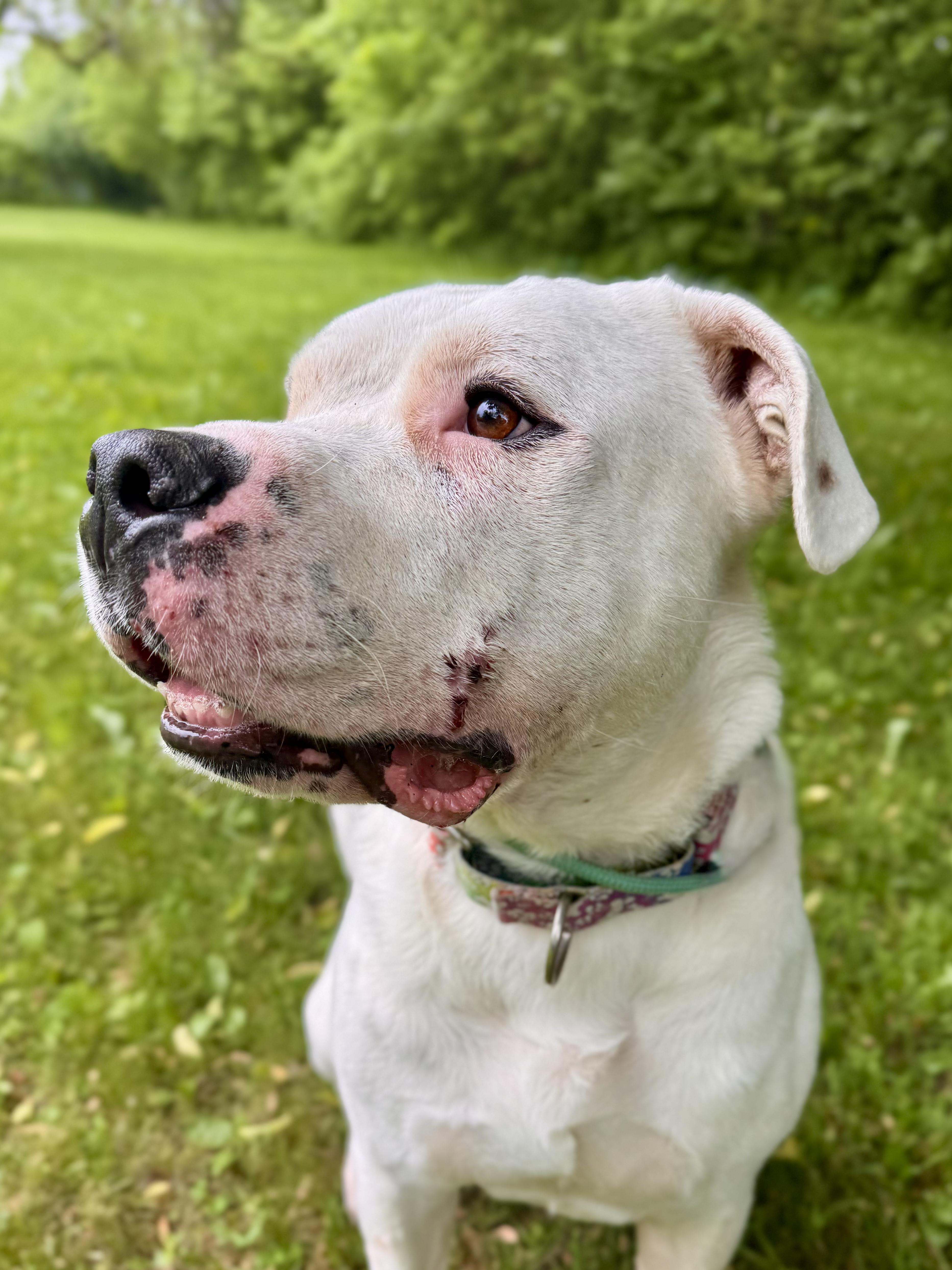 Enlarge Porky, a ADOPTABLE Mixed Breed in Midland, MI image 4/6