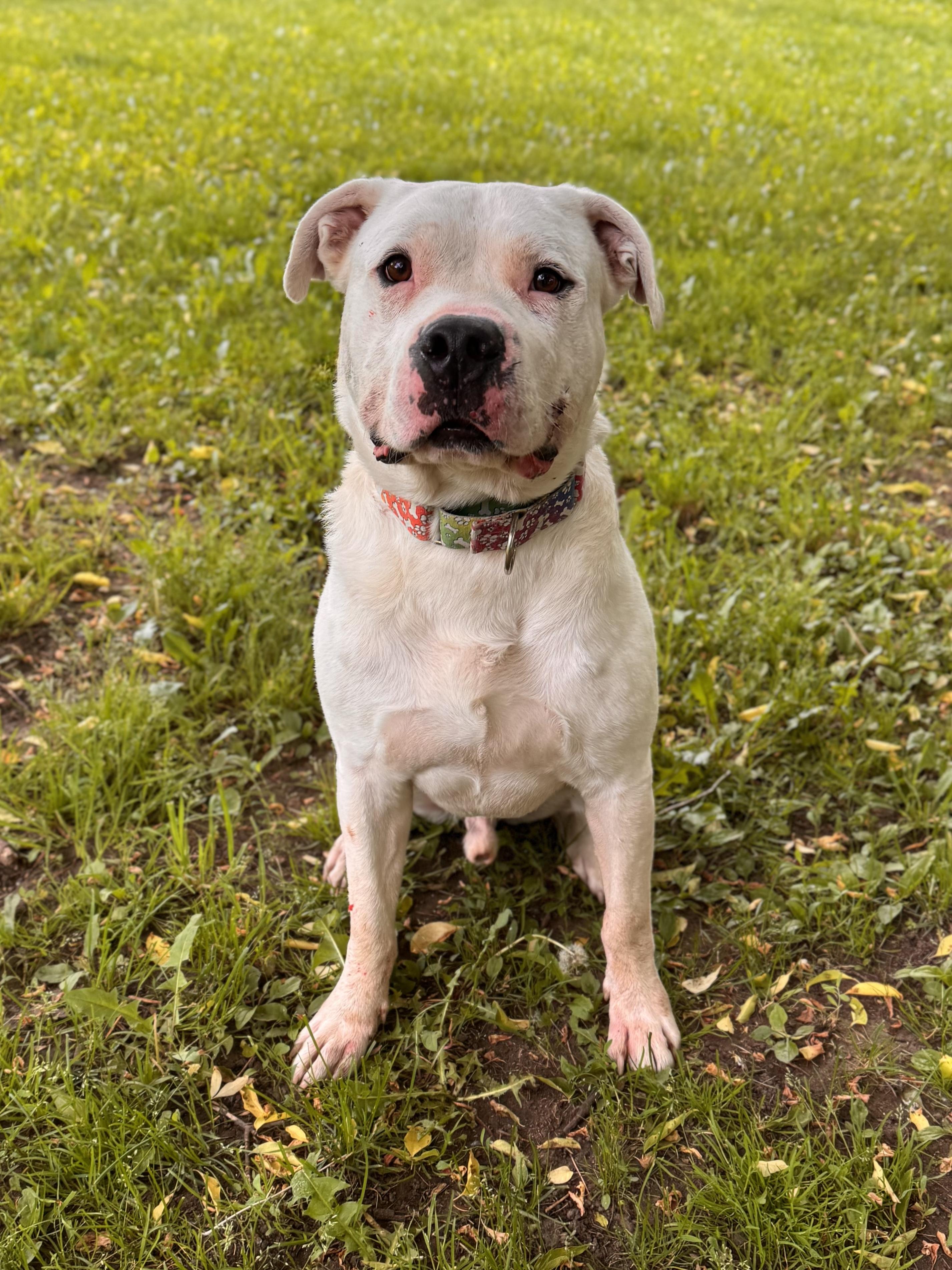 Porky, ADOPTABLE, Adult Male Mixed Breed.