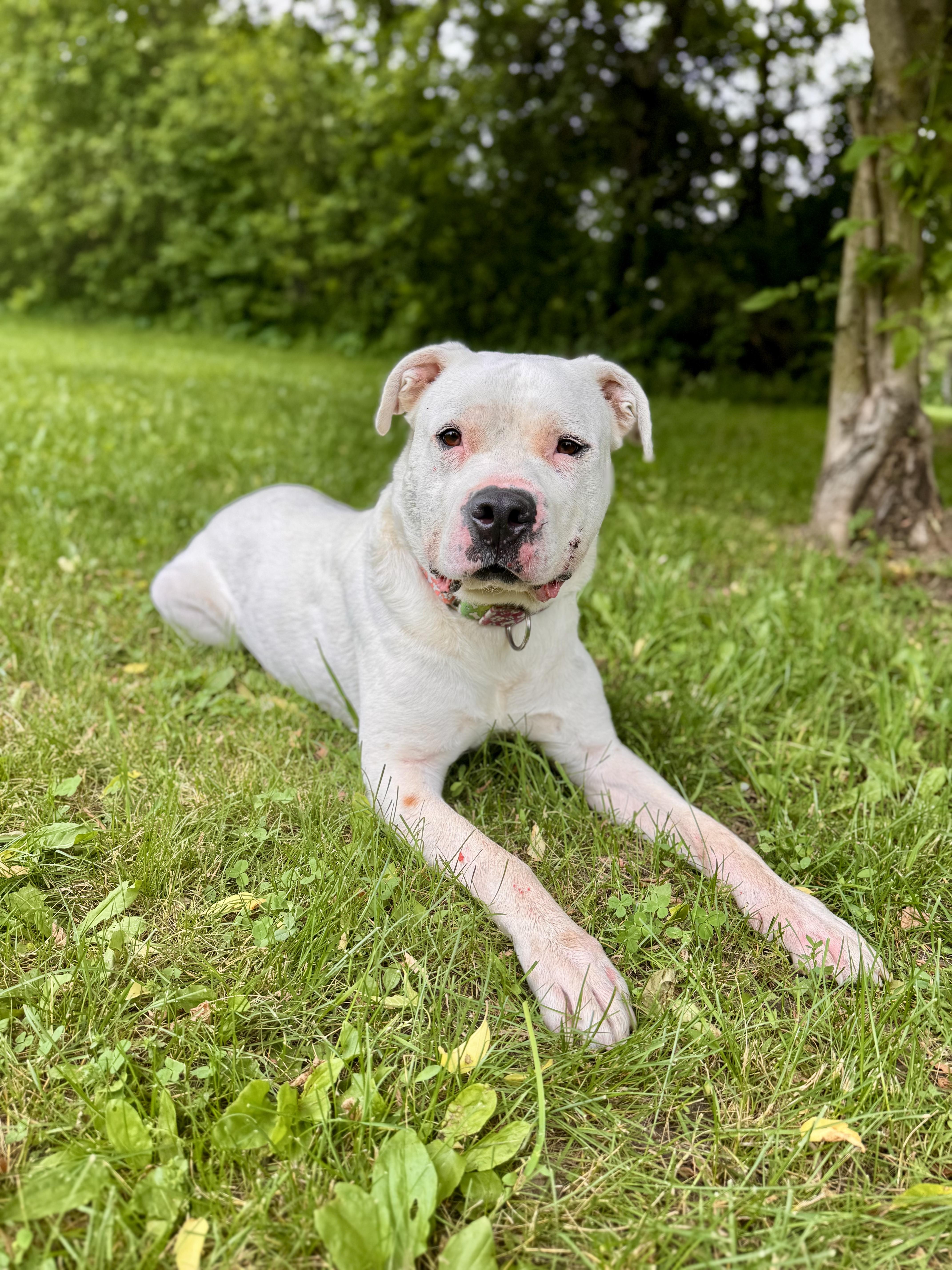 Enlarge Porky, a ADOPTABLE Mixed Breed in Midland, MI image 5/6