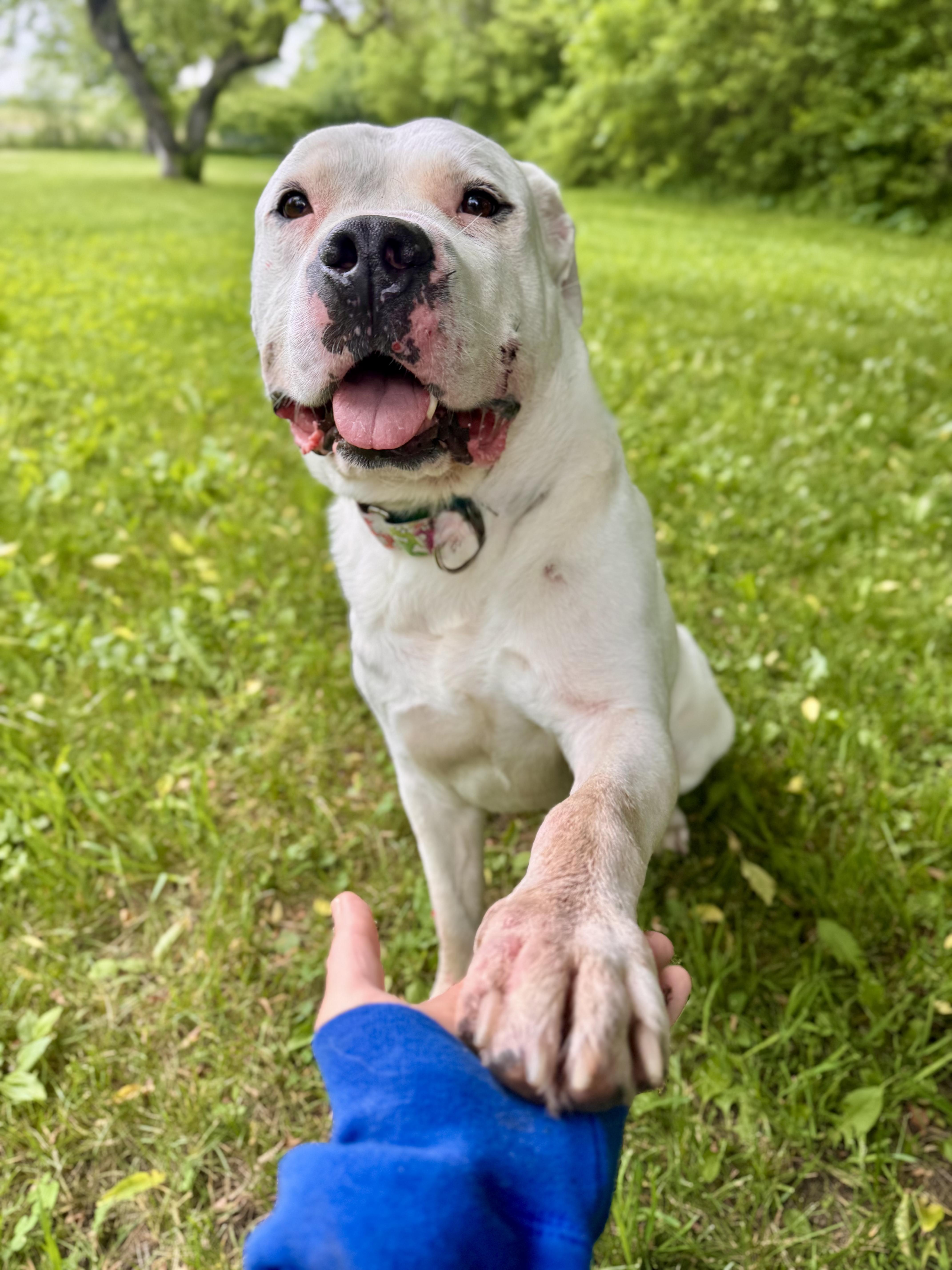Enlarge Porky, a ADOPTABLE Mixed Breed in Midland, MI image 2/6