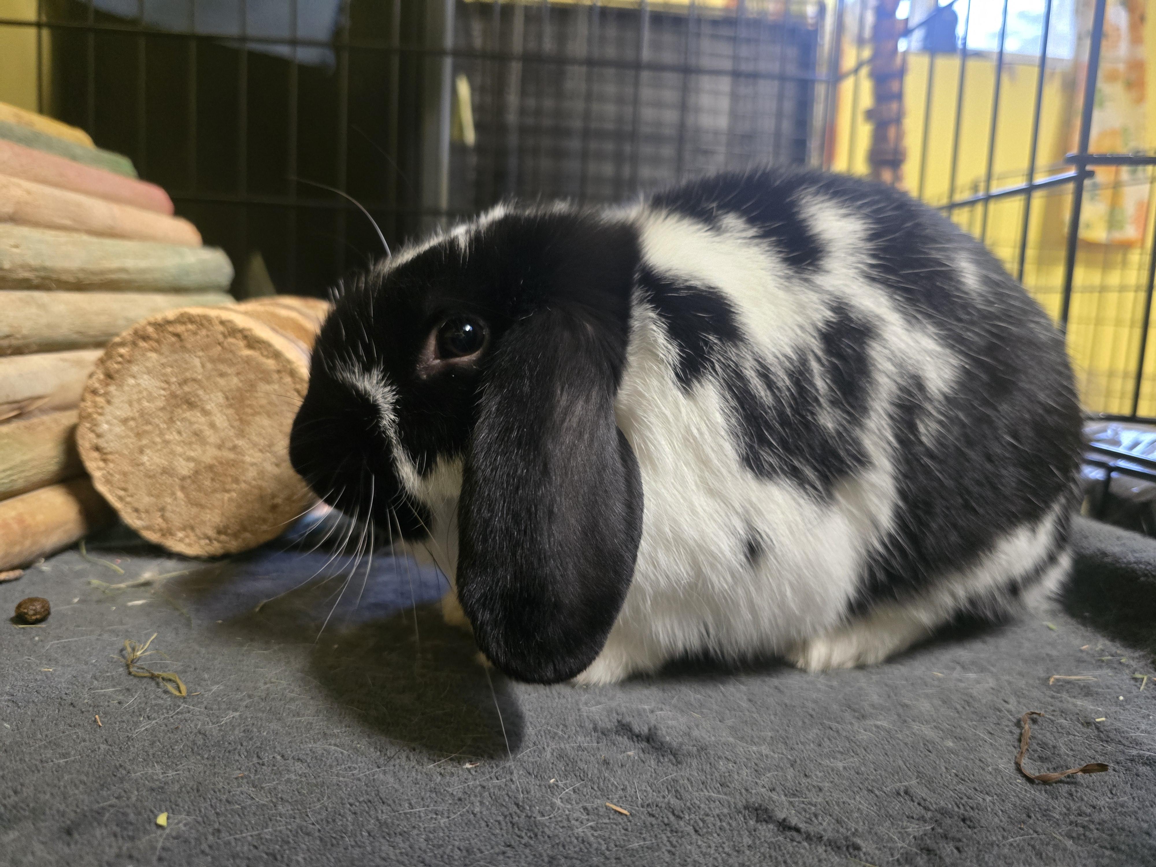 Moo, a Adoptable Holland Lop in Ferndale, WA image 3/3