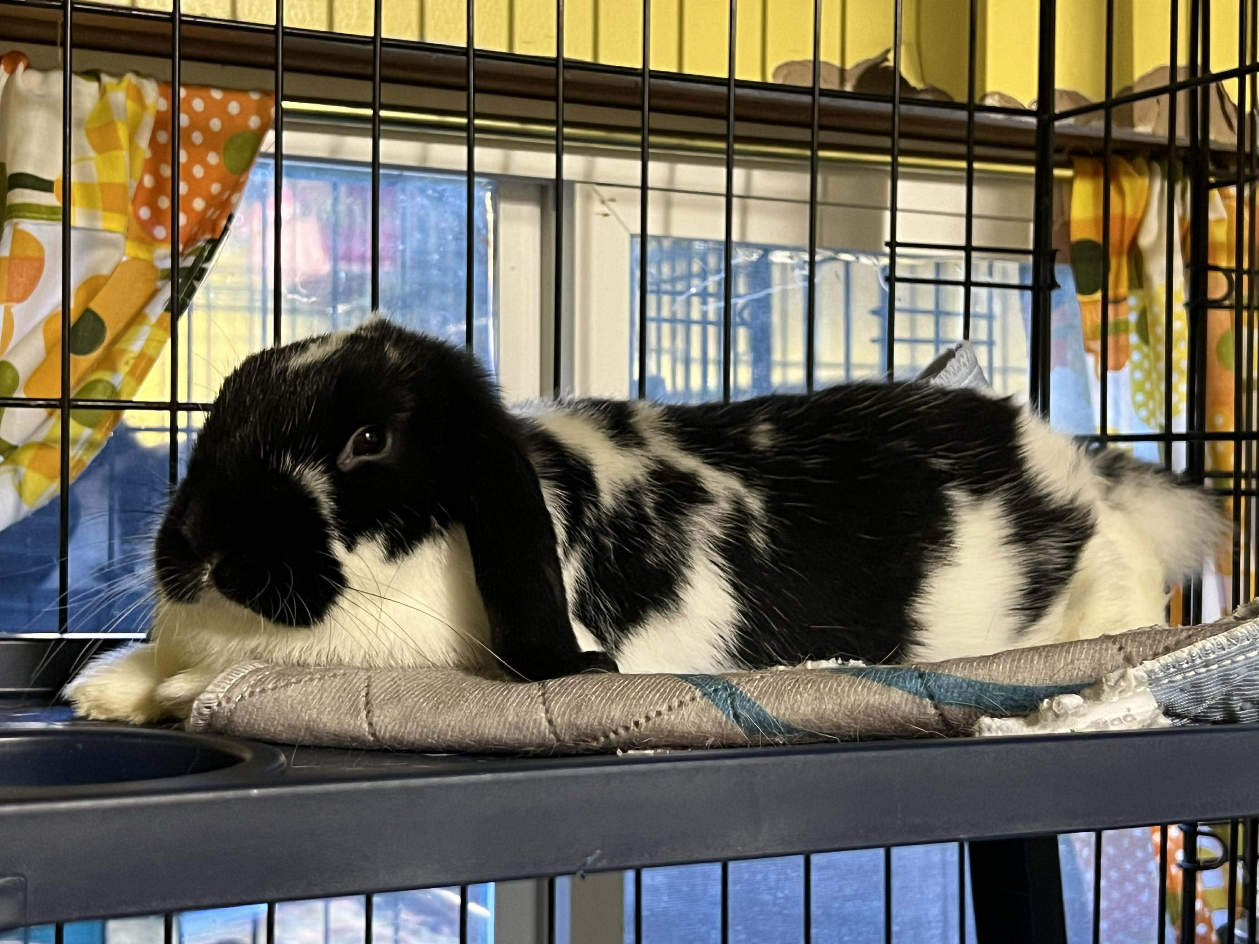 Moo, a Adoptable Holland Lop in Ferndale, WA image 2/3