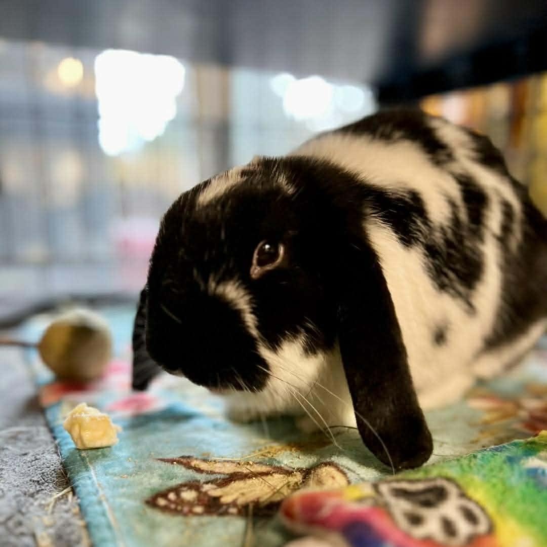 Moo, a Adoptable Holland Lop in Ferndale, WA image 1/3