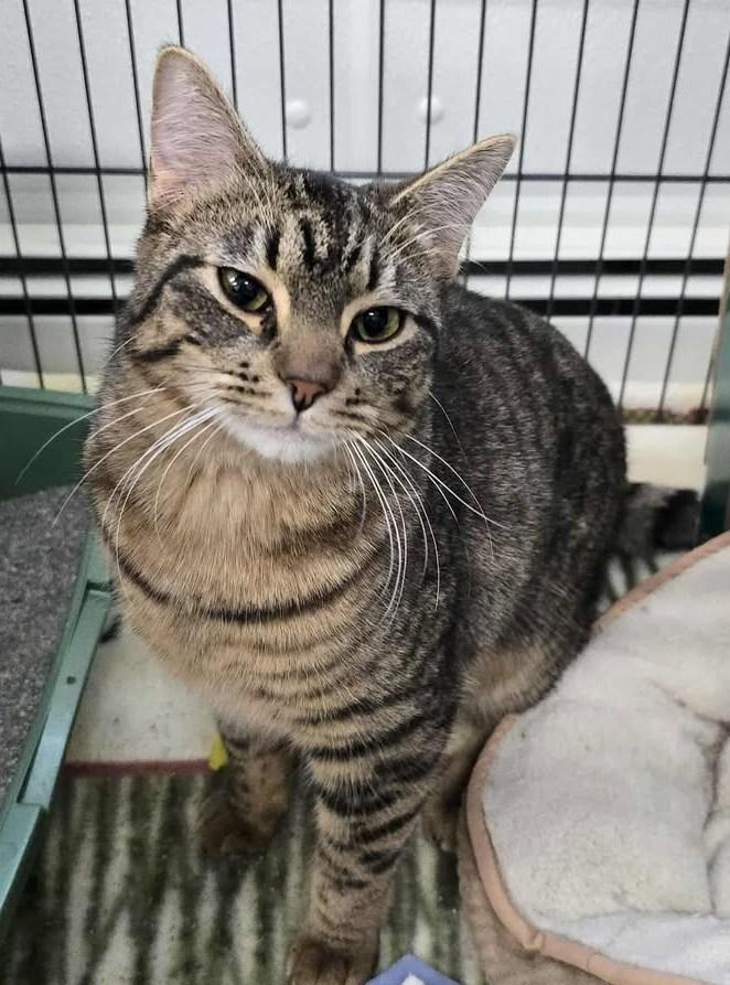 Enlarge Ms. Frizzle, an adopted Domestic Short Hair in Winthrop, ME image 1/1