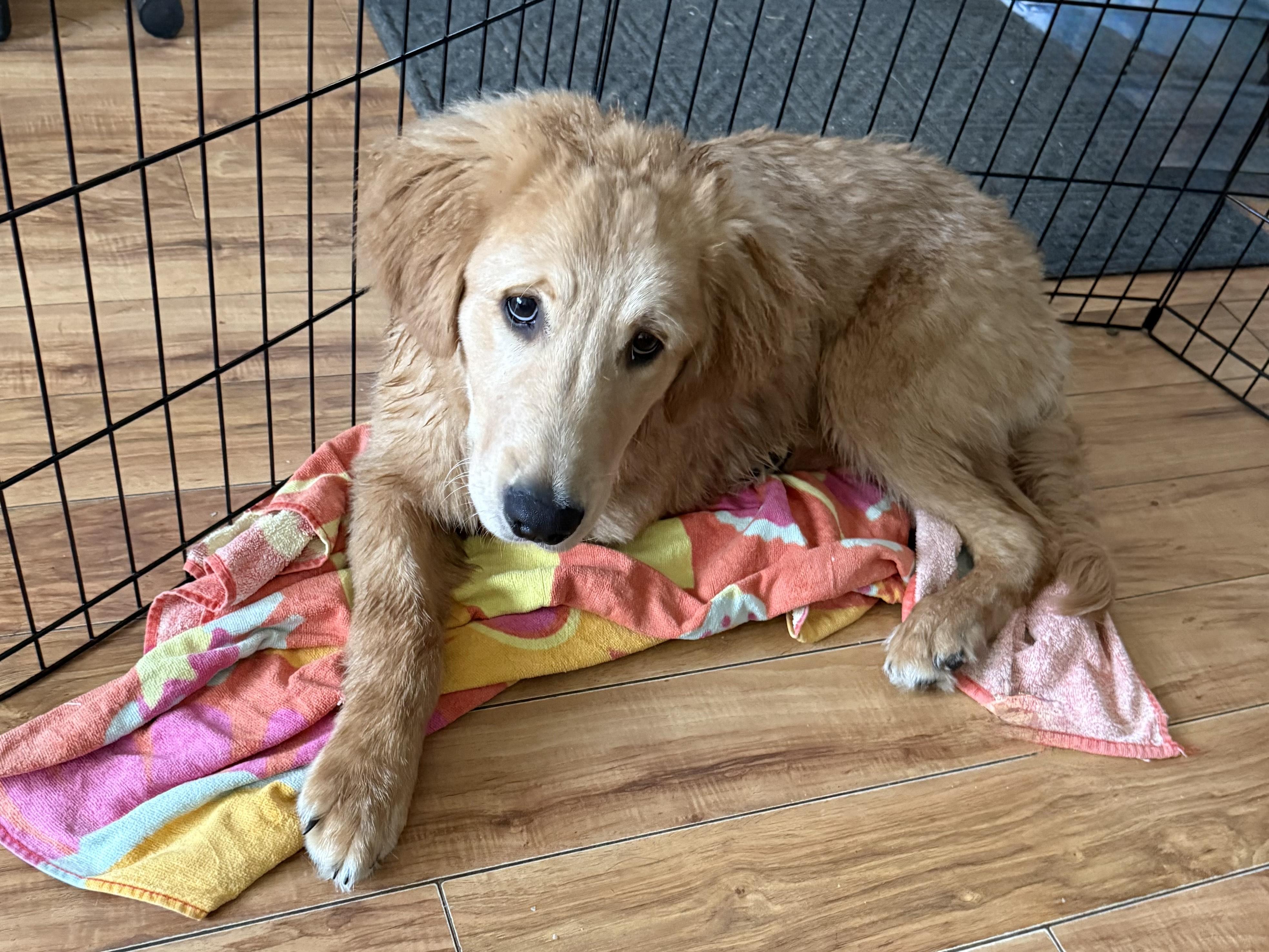 Enlarge Nash, an adopted Golden Retriever in Grand Rapids, MI image 2/5