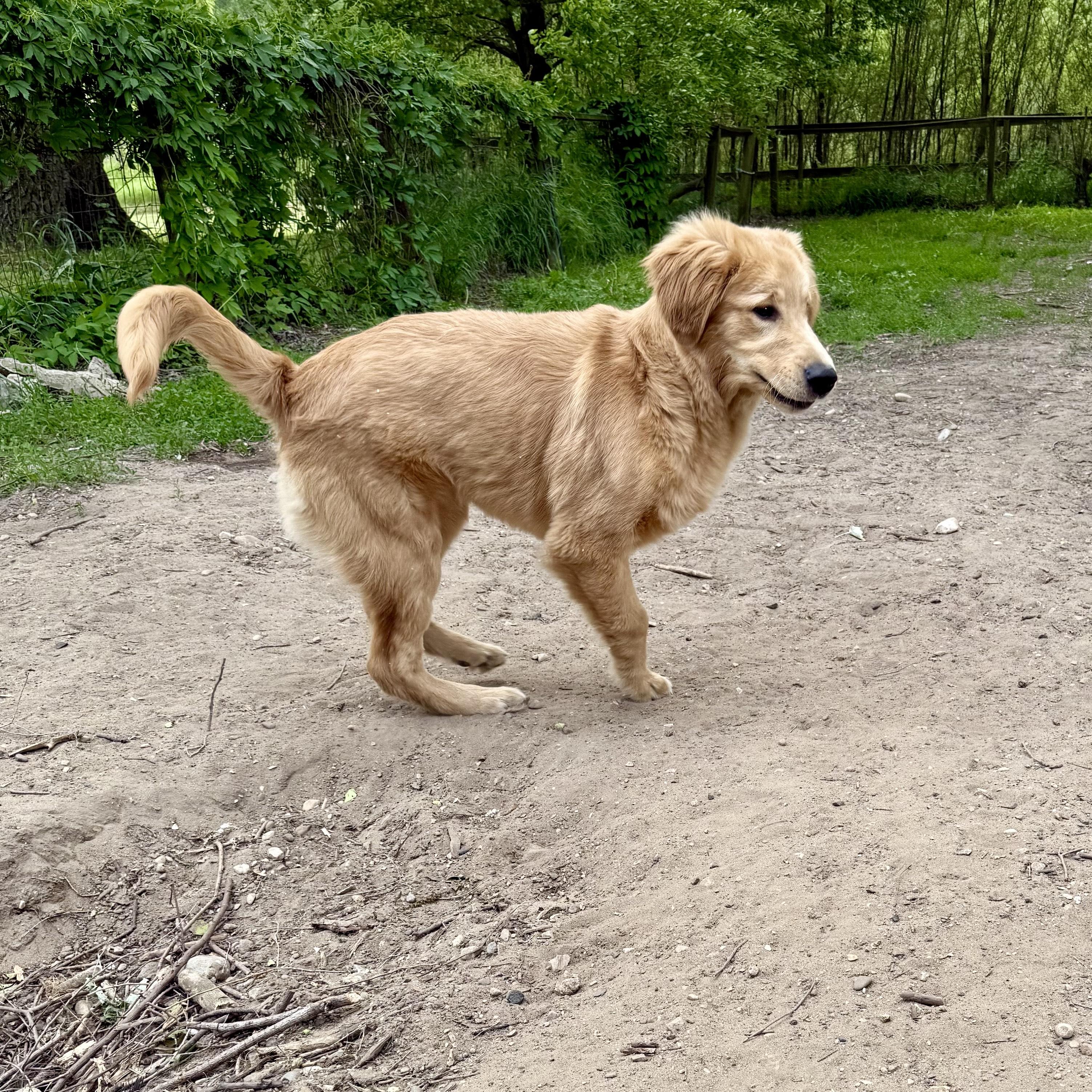 Enlarge Nash, an adopted Golden Retriever in Grand Rapids, MI image 3/5