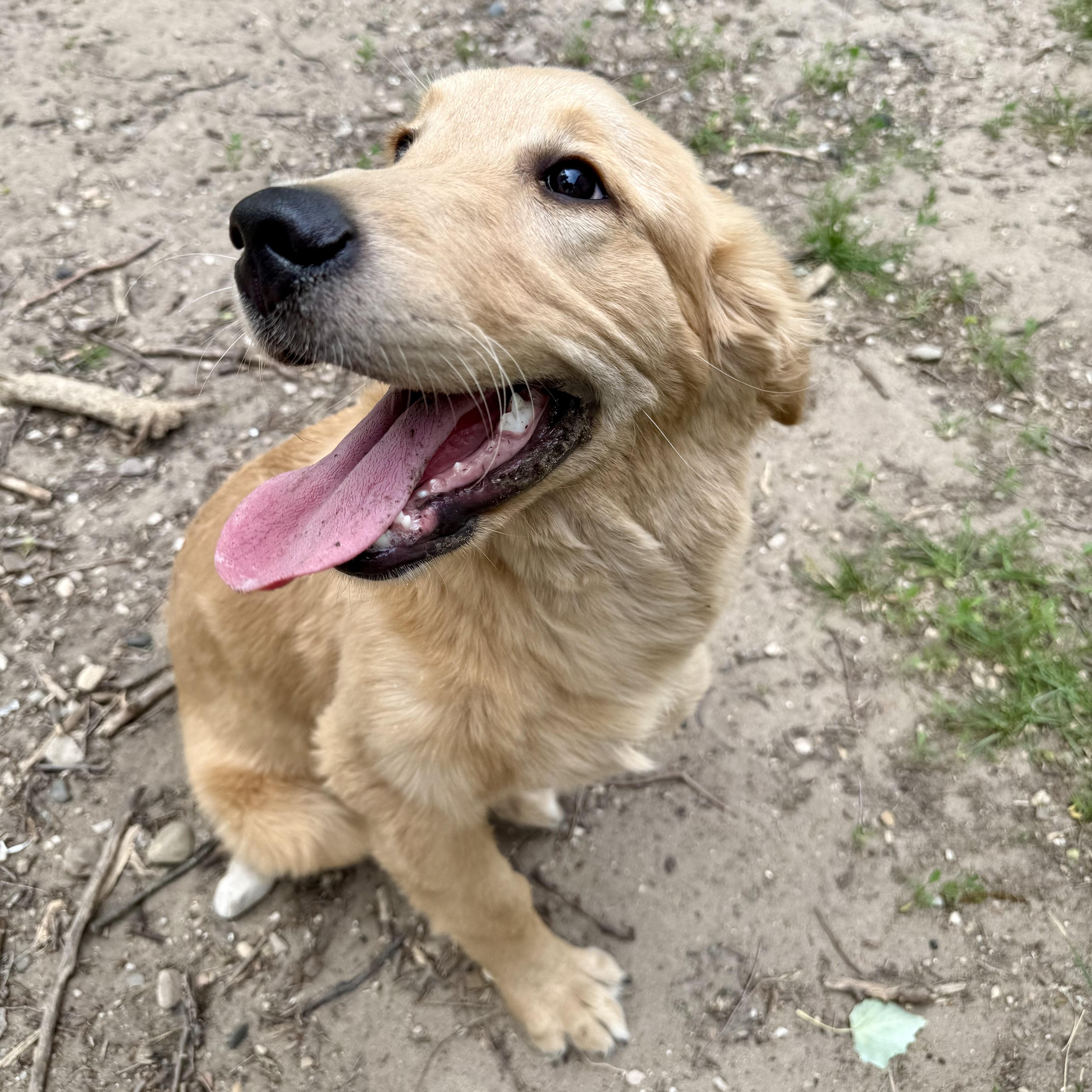 Enlarge Nash, an adopted Golden Retriever in Grand Rapids, MI image 4/5