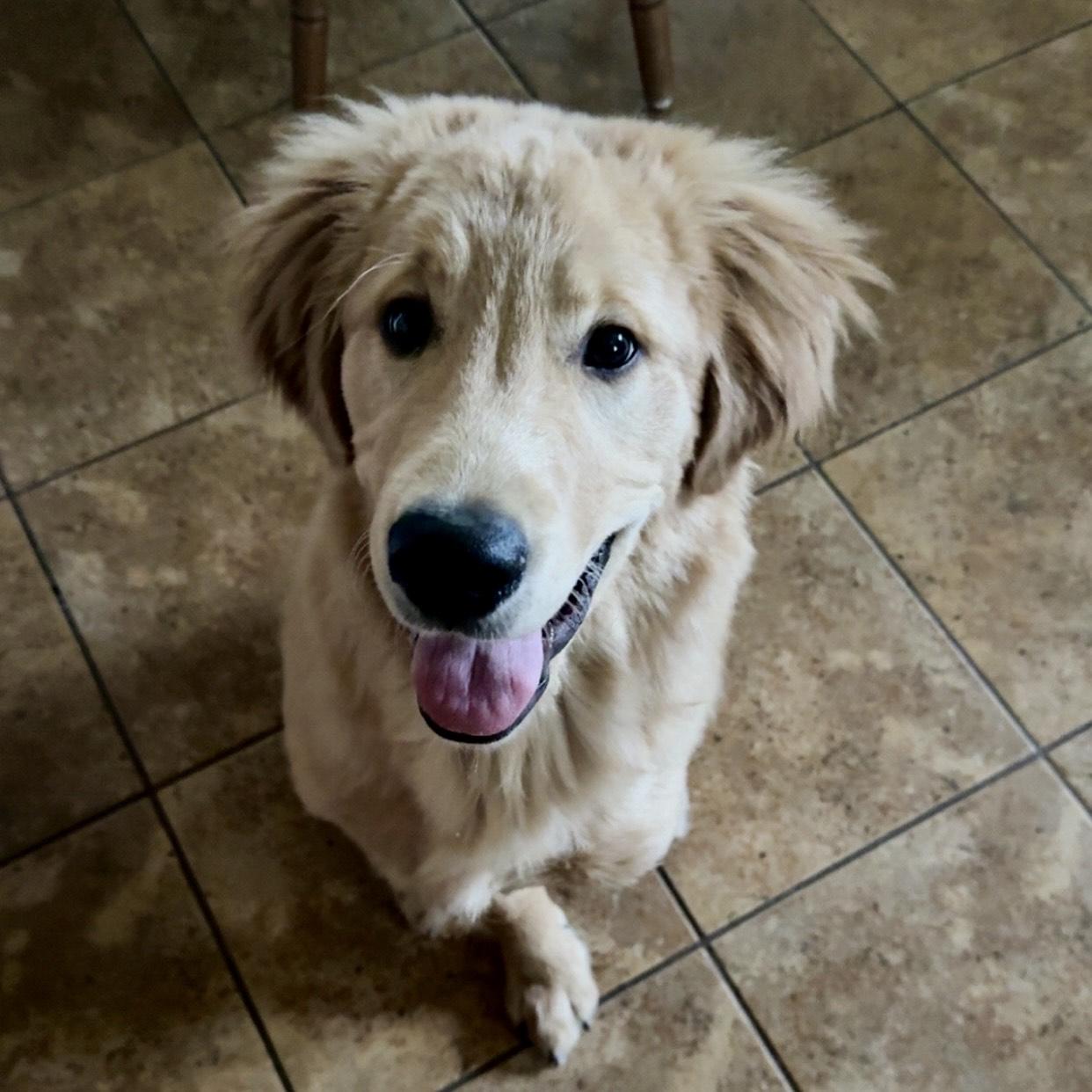 Enlarge Nash, an adopted Golden Retriever in Grand Rapids, MI image 1/5