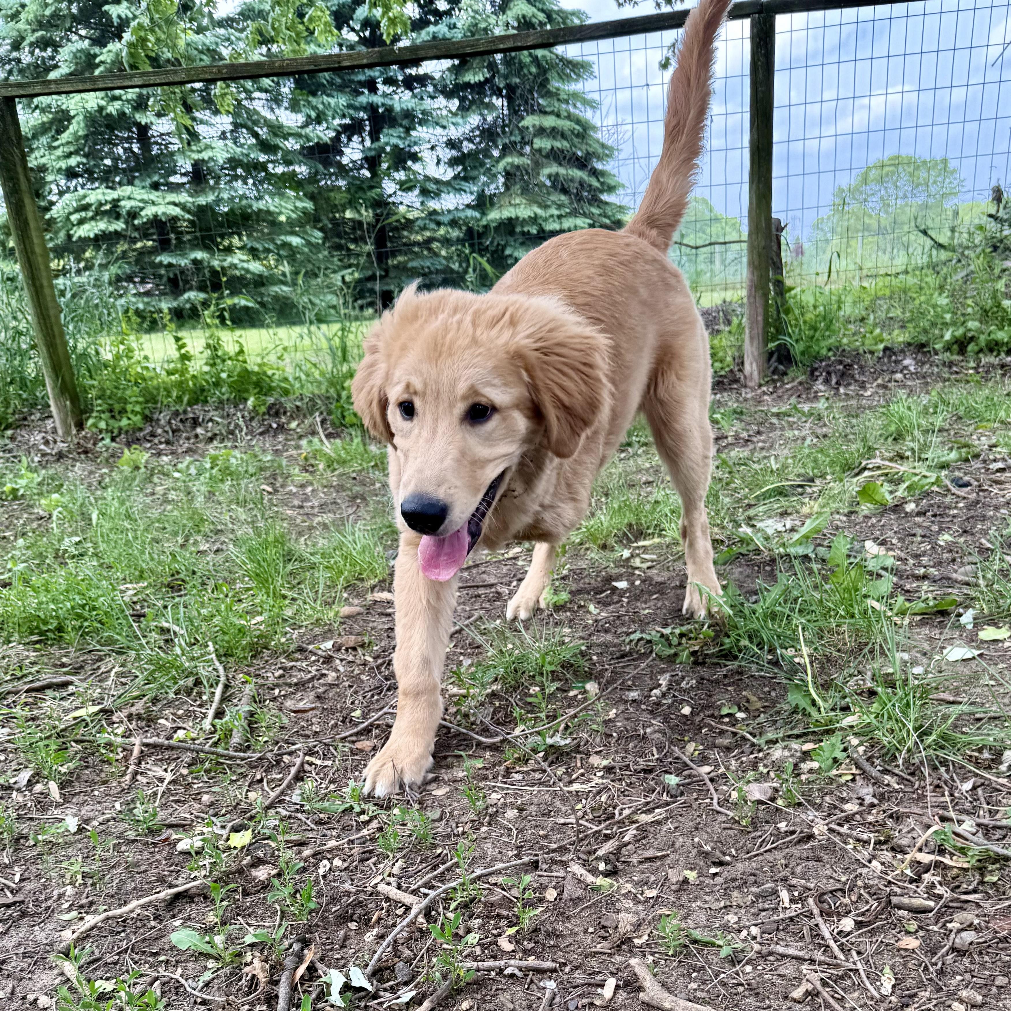 Enlarge Nash, an adopted Golden Retriever in Grand Rapids, MI image 5/5