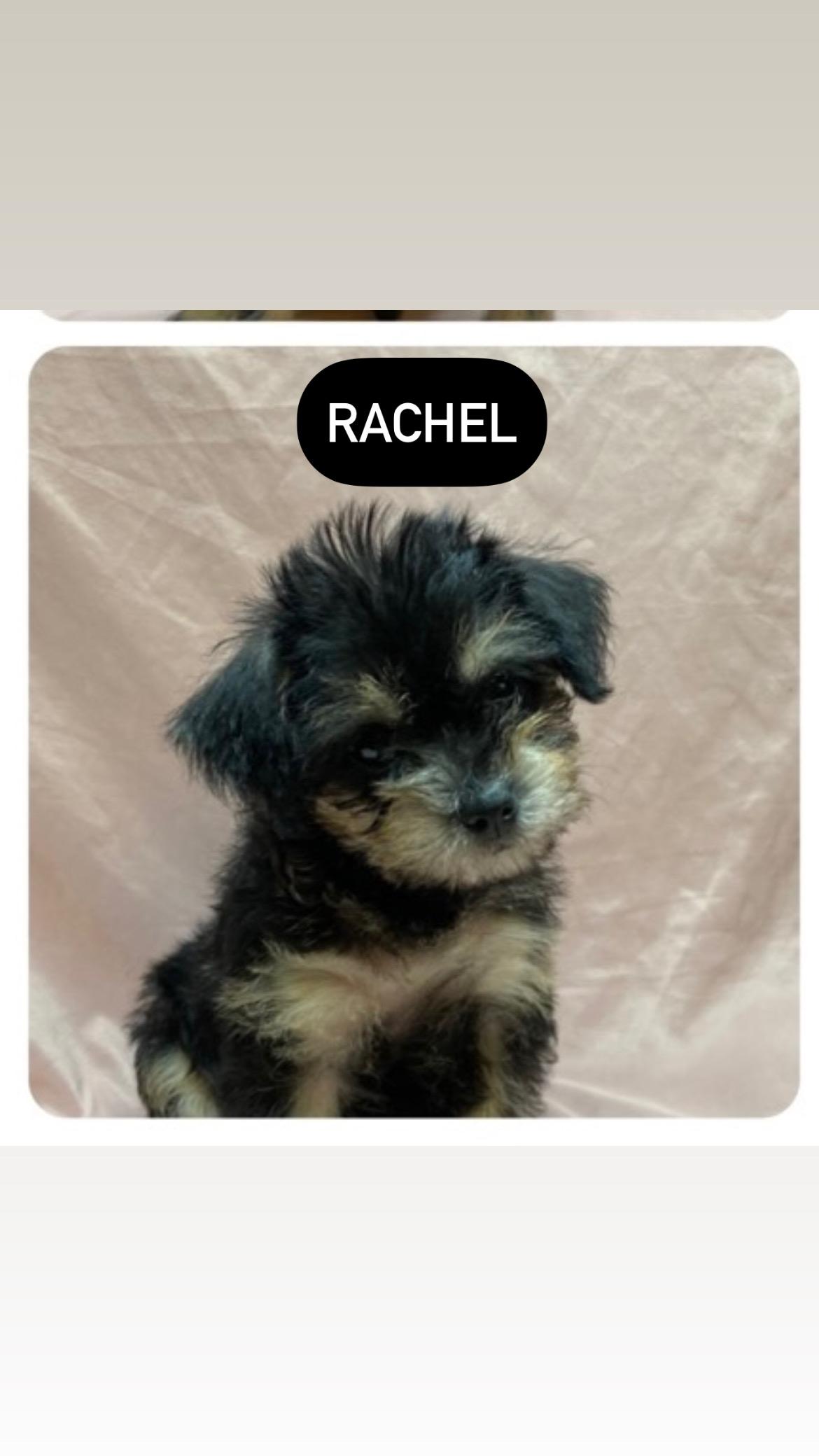 Rachel