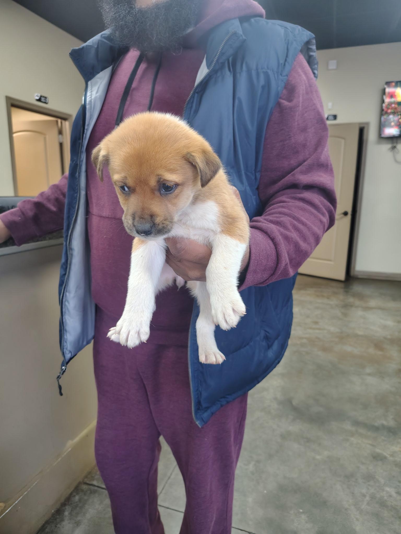 Happy, Adopted, Puppy Female Great Pyrenees.