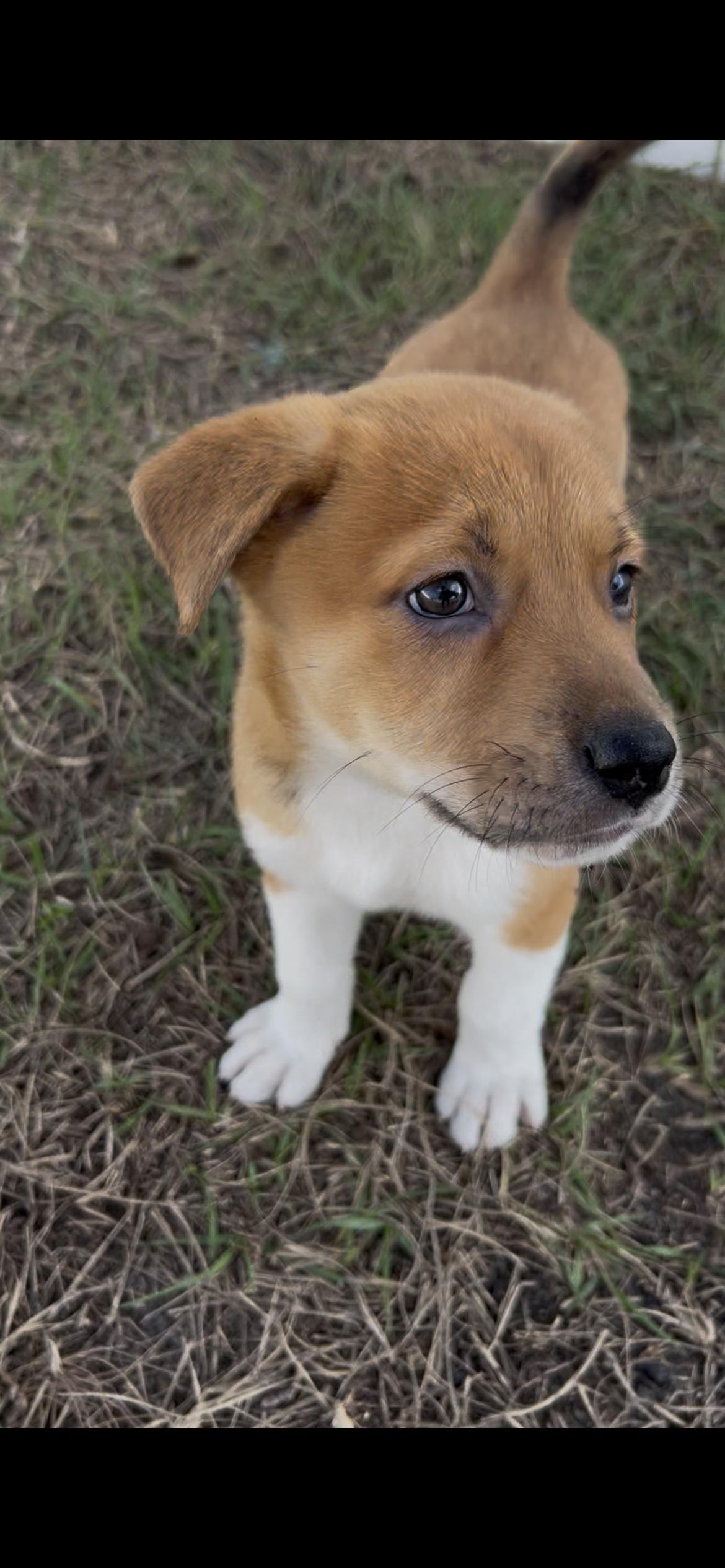 Enlarge Happy, a Adopted Great Pyrenees in Bradenton, FL image 2/5